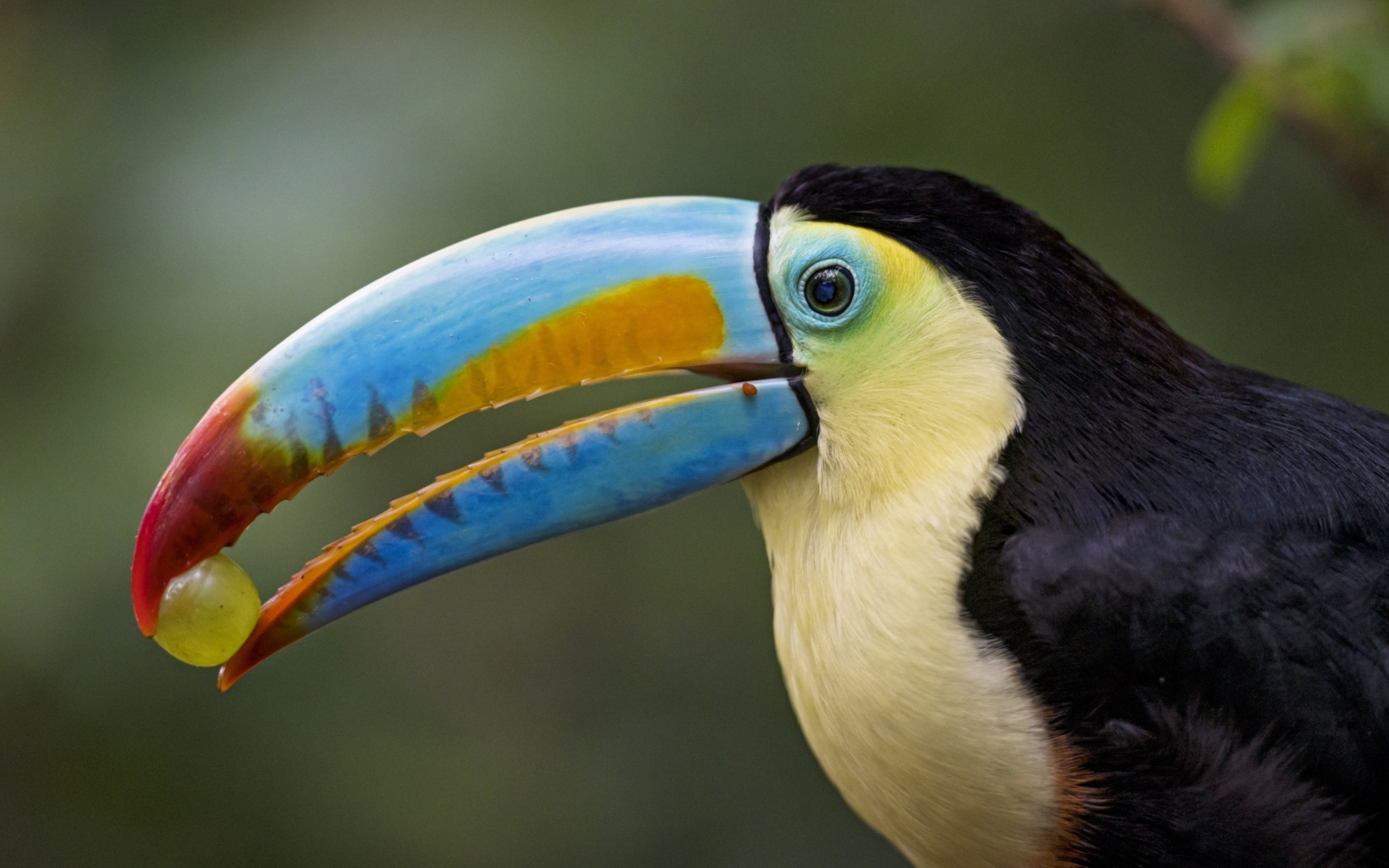 Большой красивый тукан с виноградом в клюве