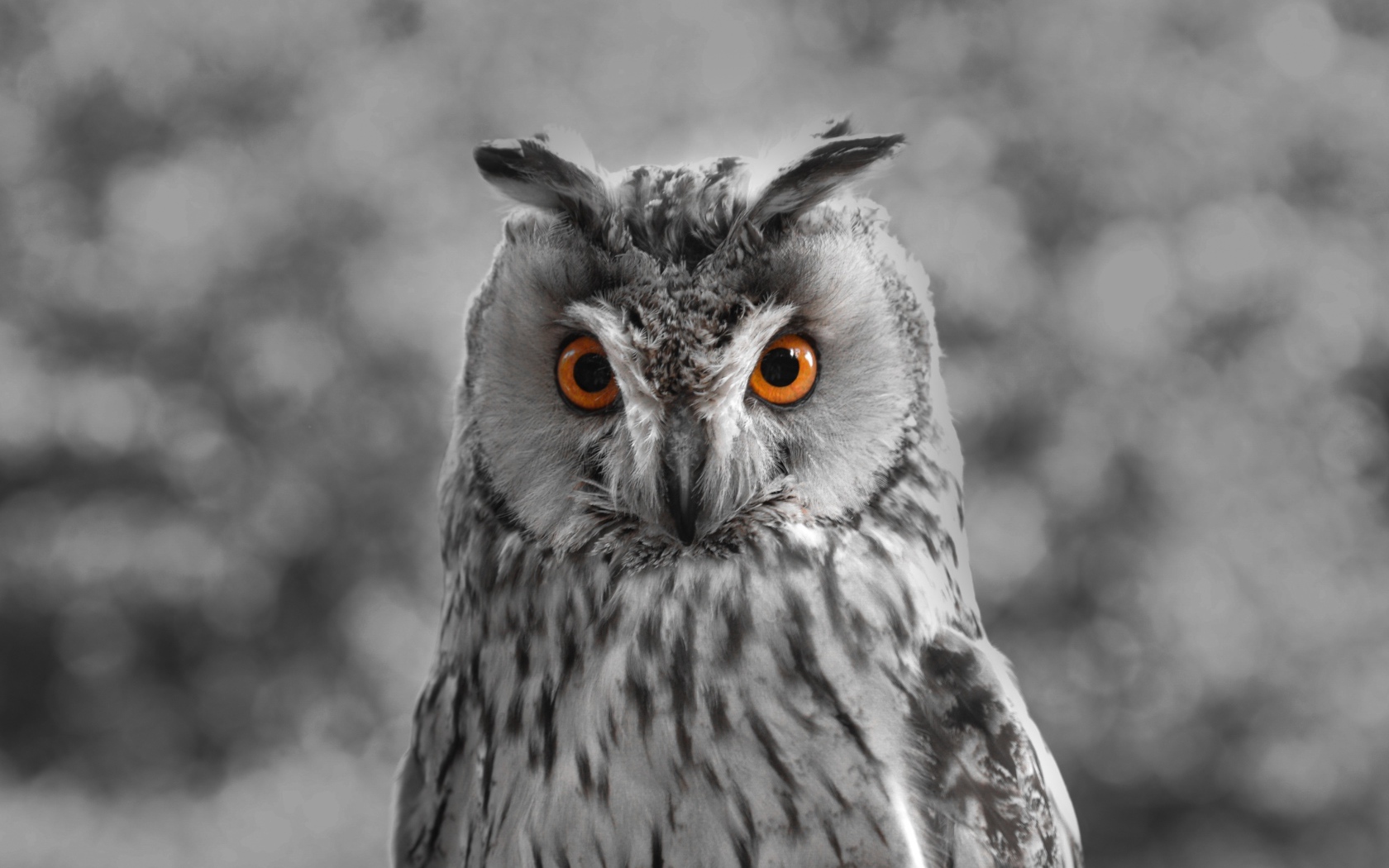 Большая серая сова с желтыми глазами