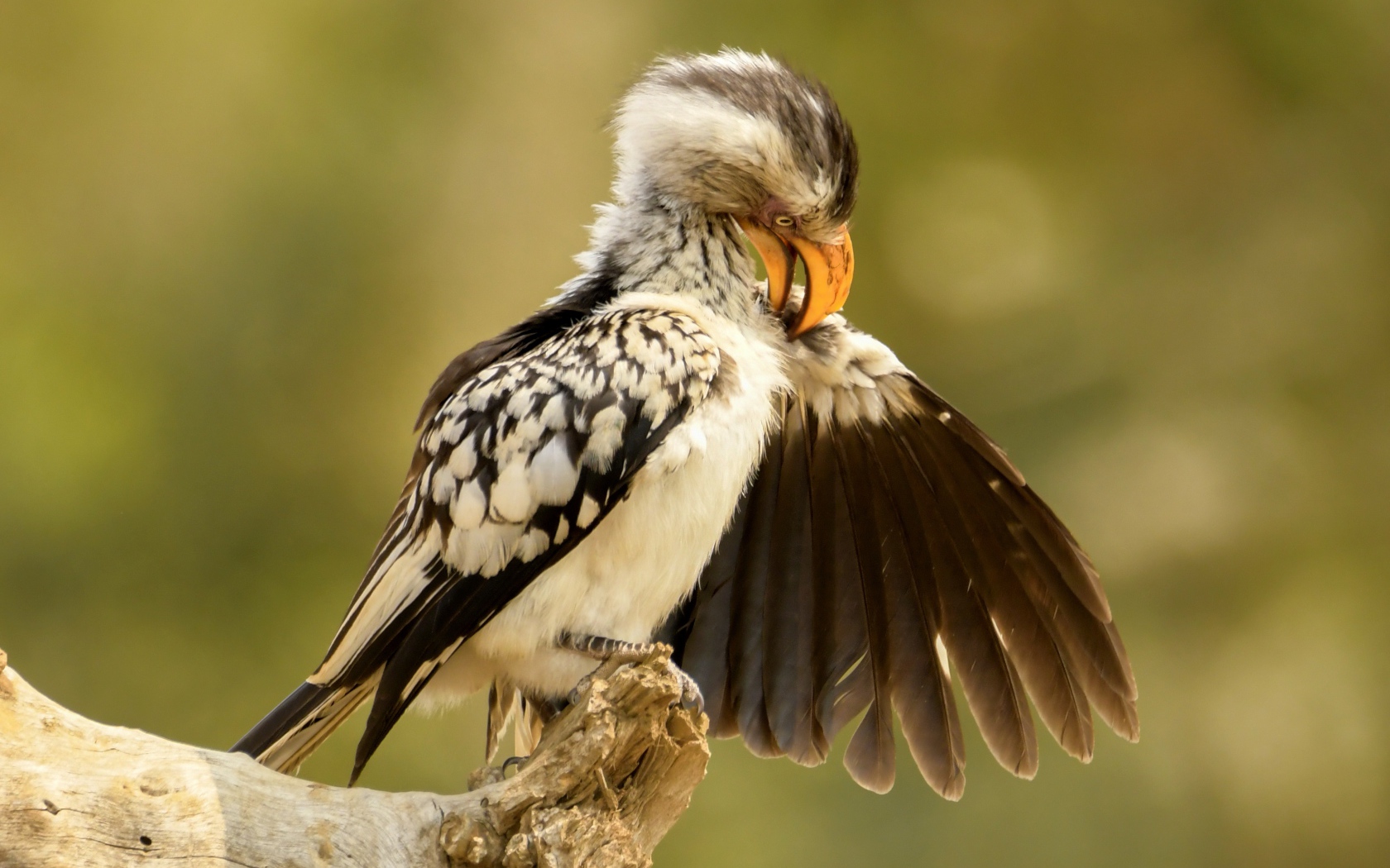 Птица чистит перья на ветке 
