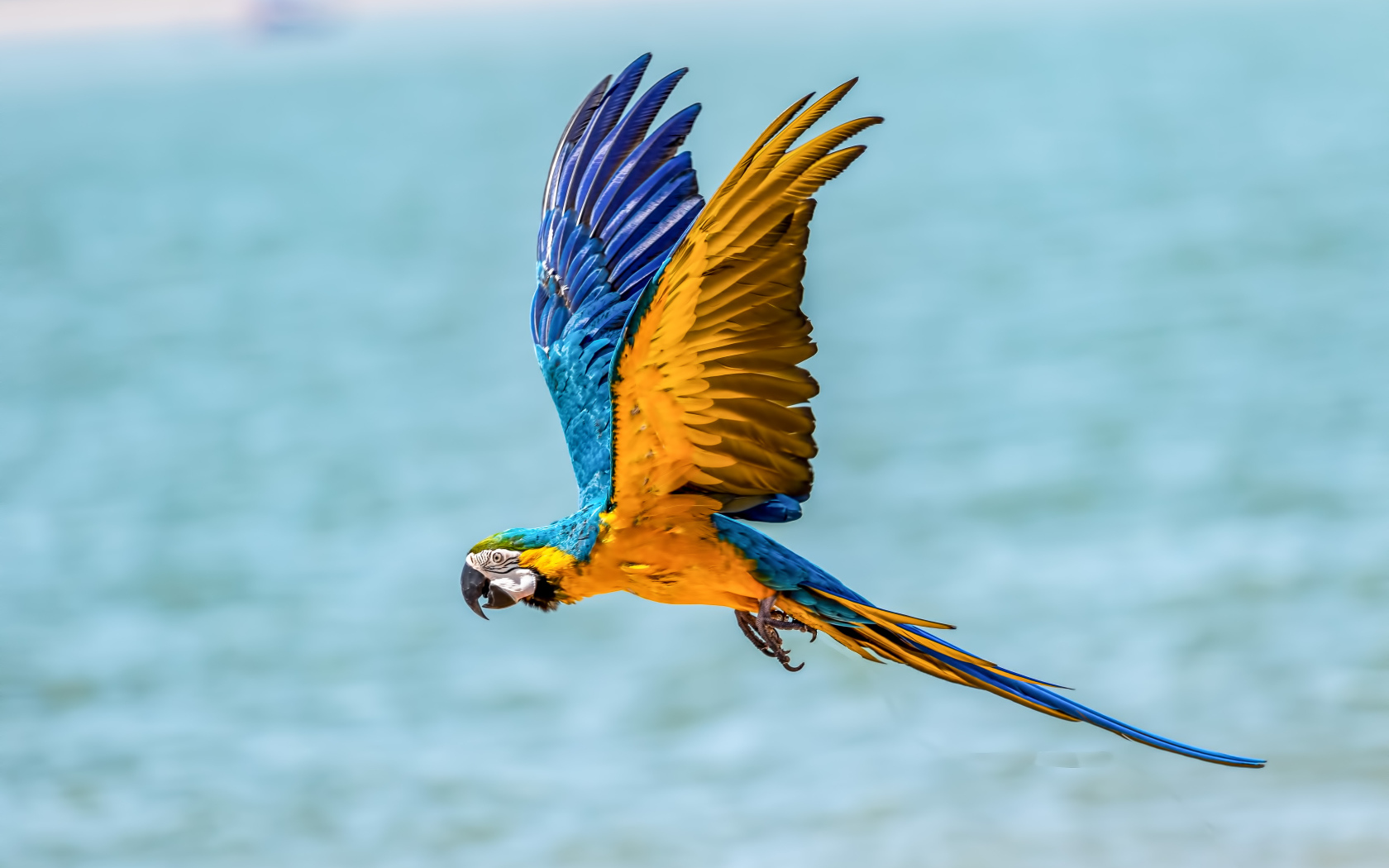 Попугай голубо-желтый ара летит над водой