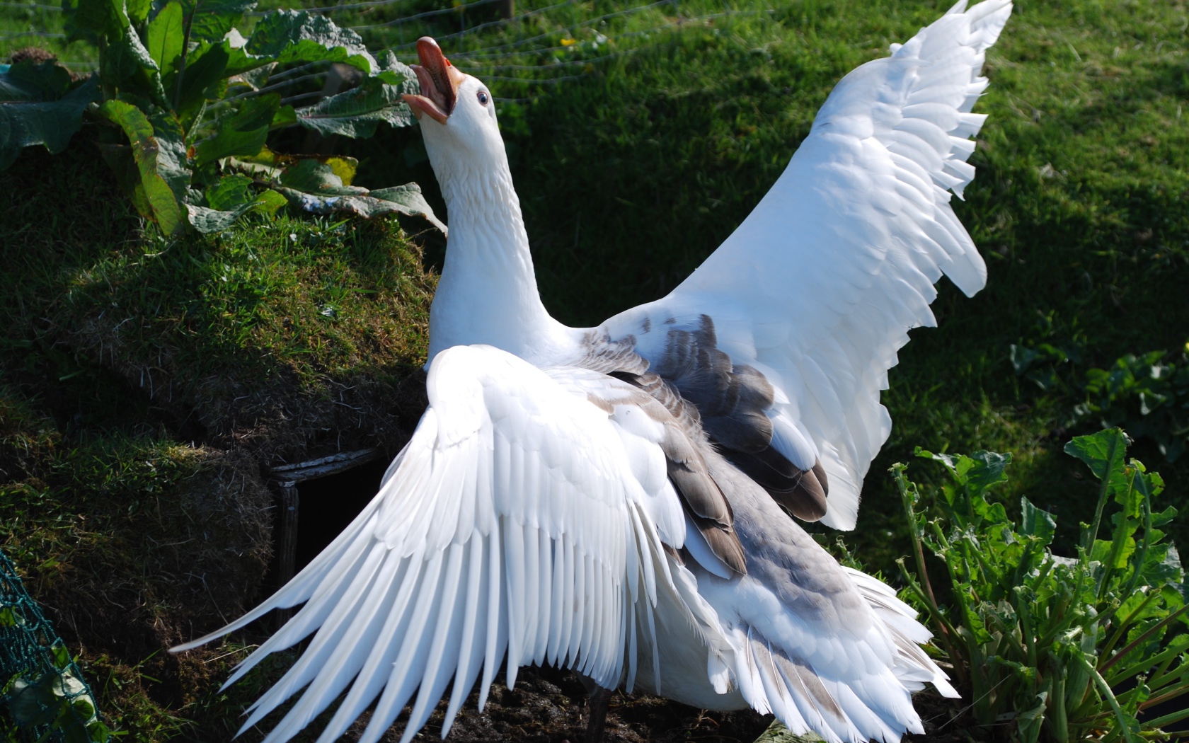 Злой белый домашний гусь