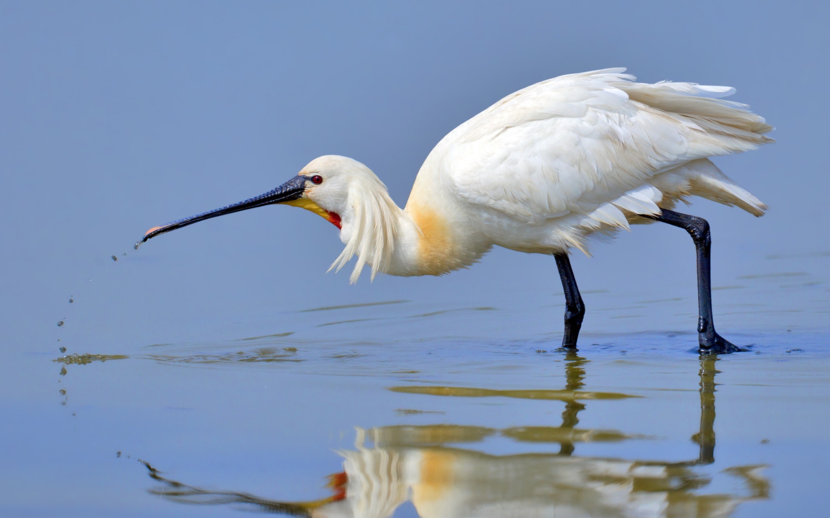 Большая белая цапля в воде 