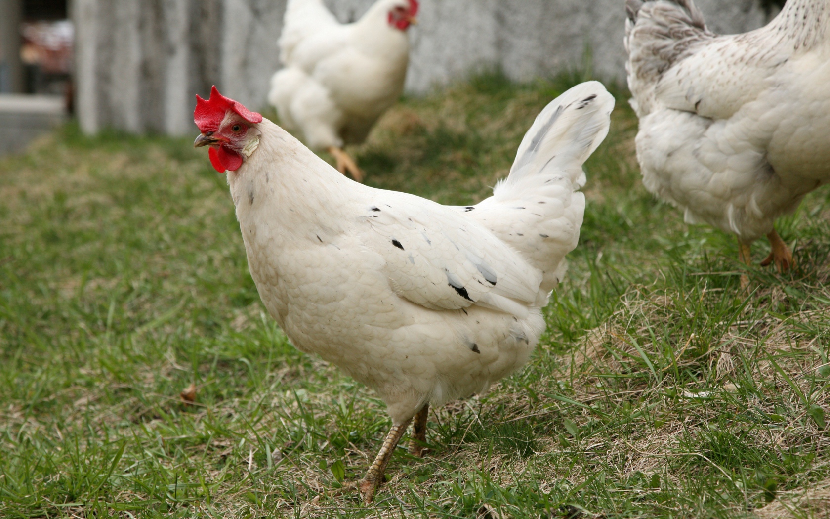 Домашние белые куры на зеленой траве