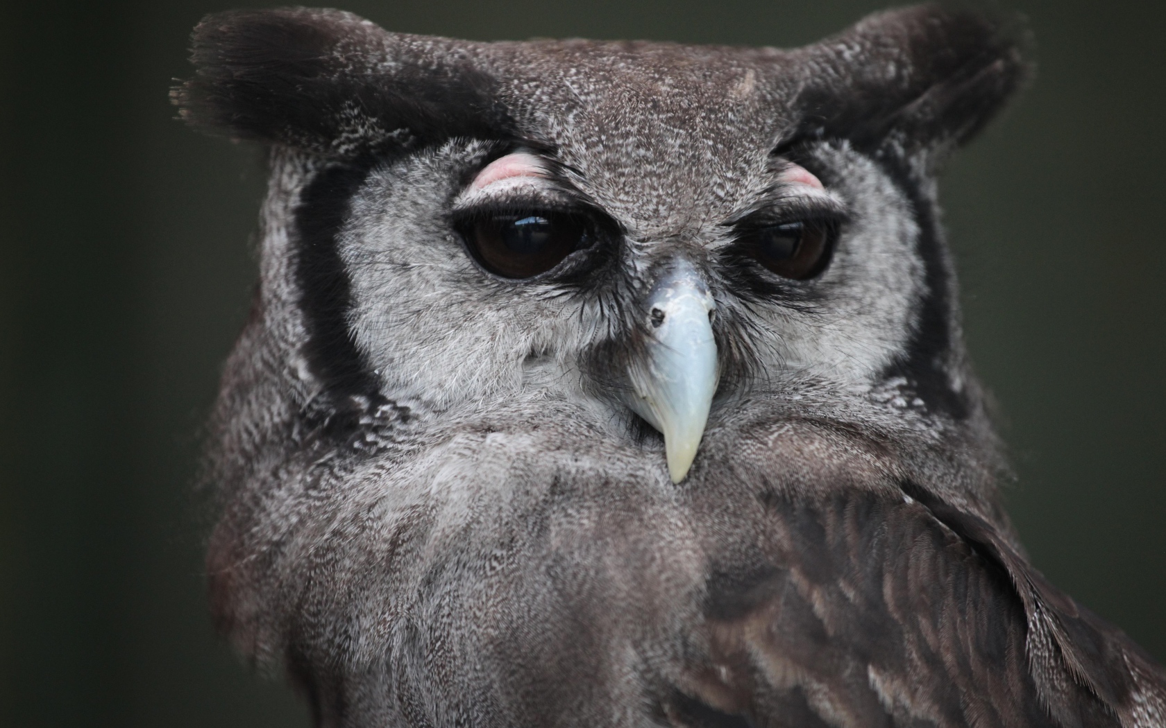 Большой филин крупным планом