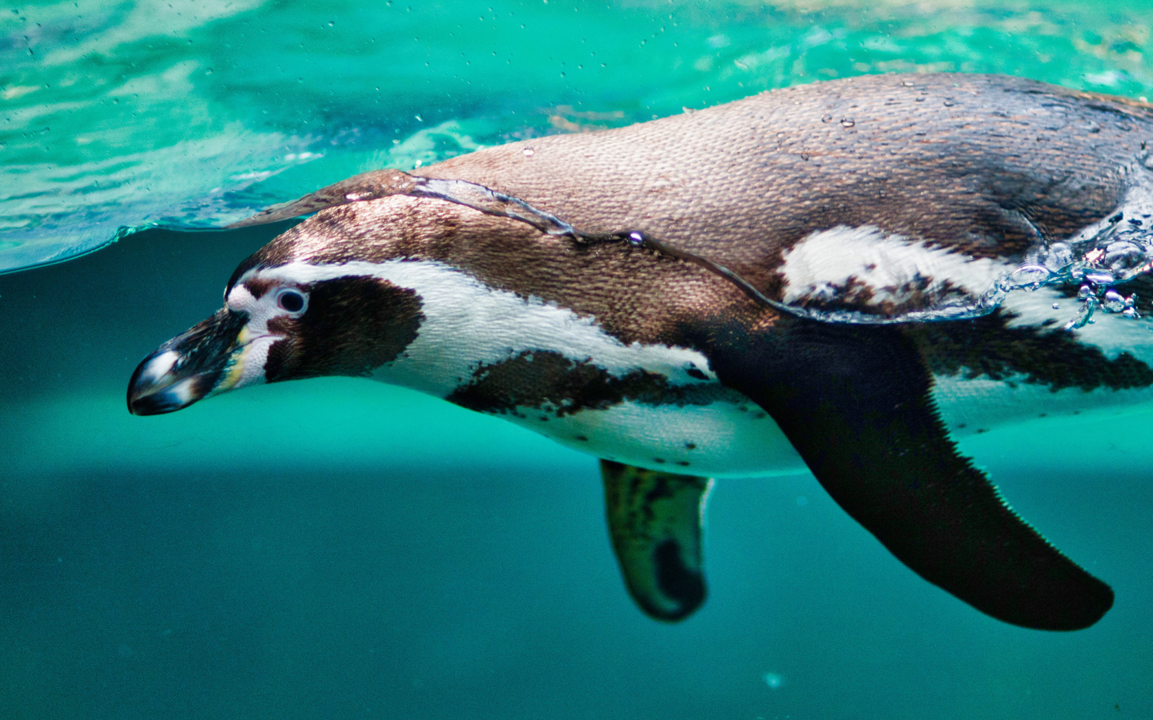 Пингвин плавает в воде