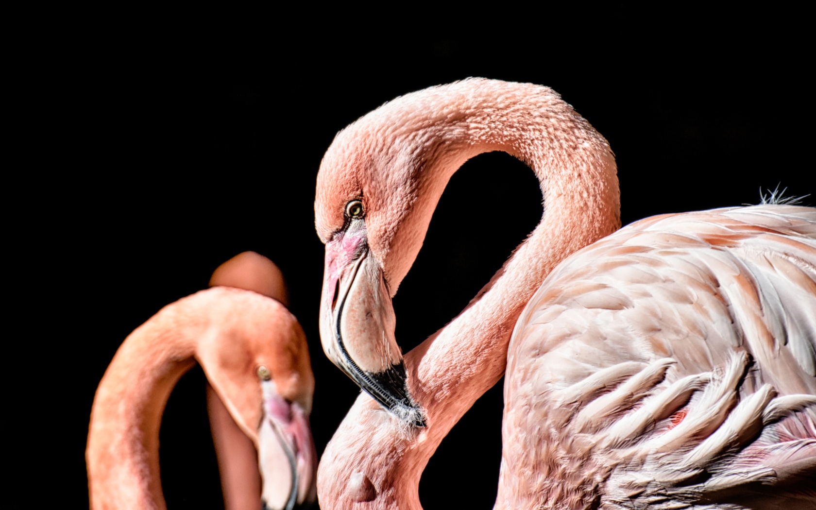 Розовый фламинго на черном фоне крупным планом
