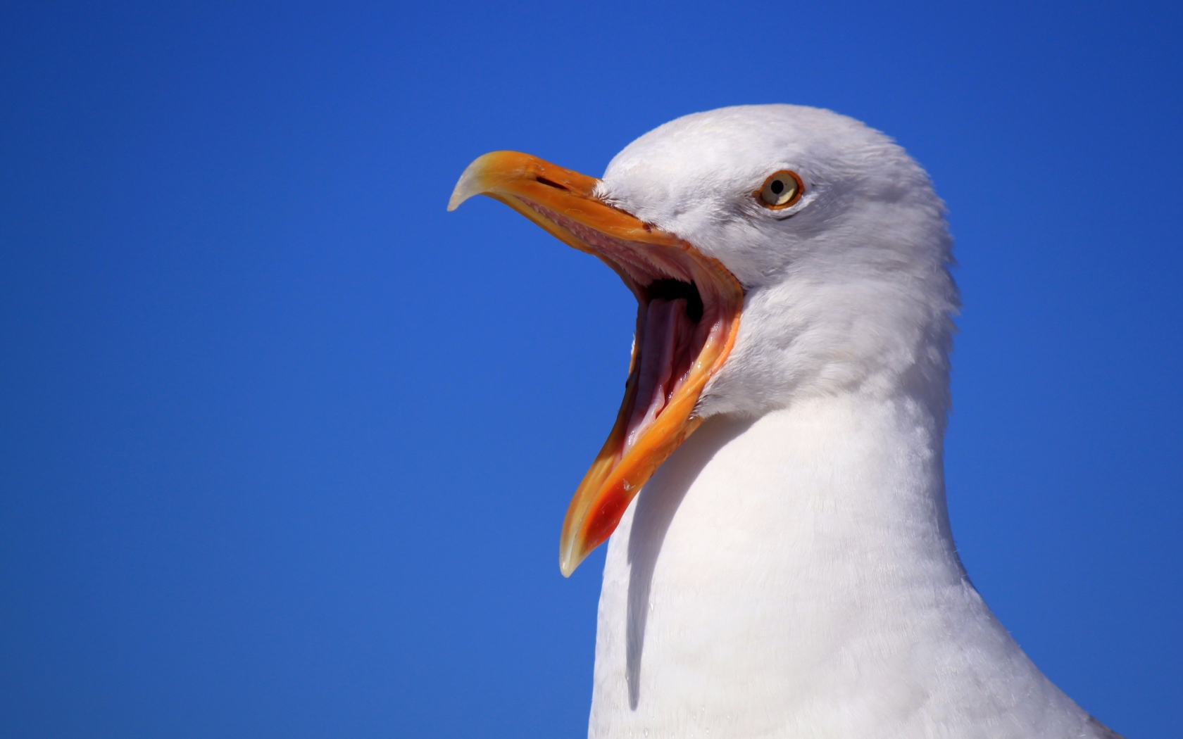 Чайка с открытым клювом на голубом фоне