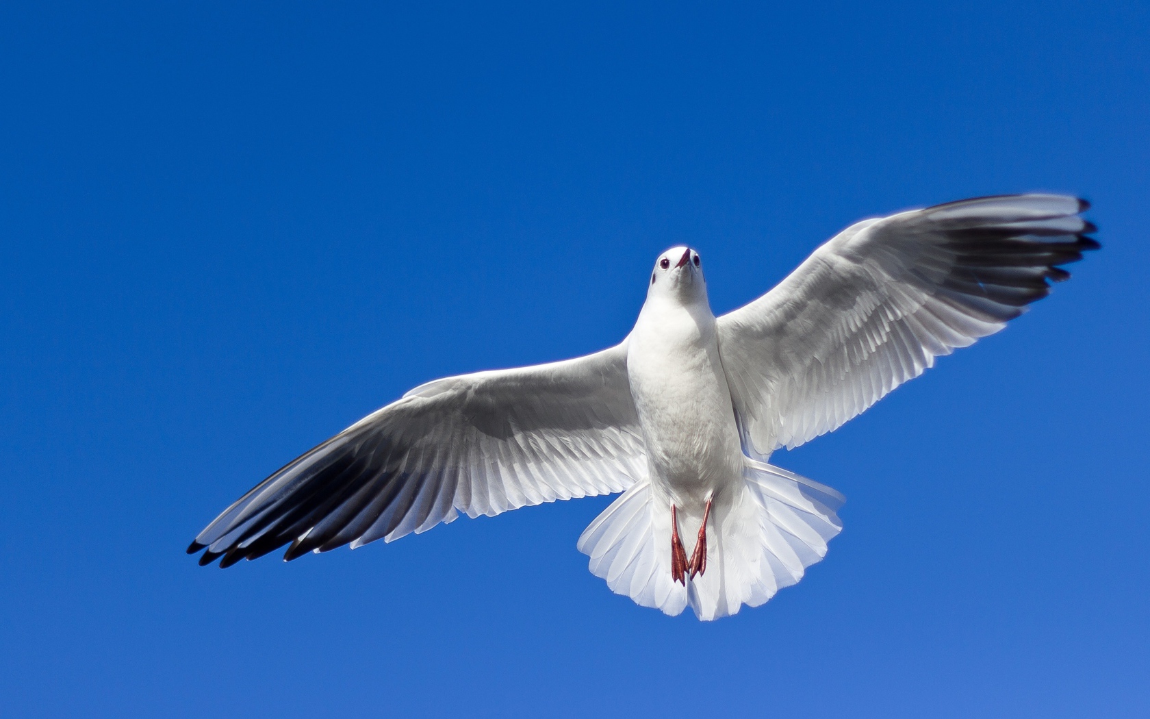 Большая красивая чайка летит в голубом небе