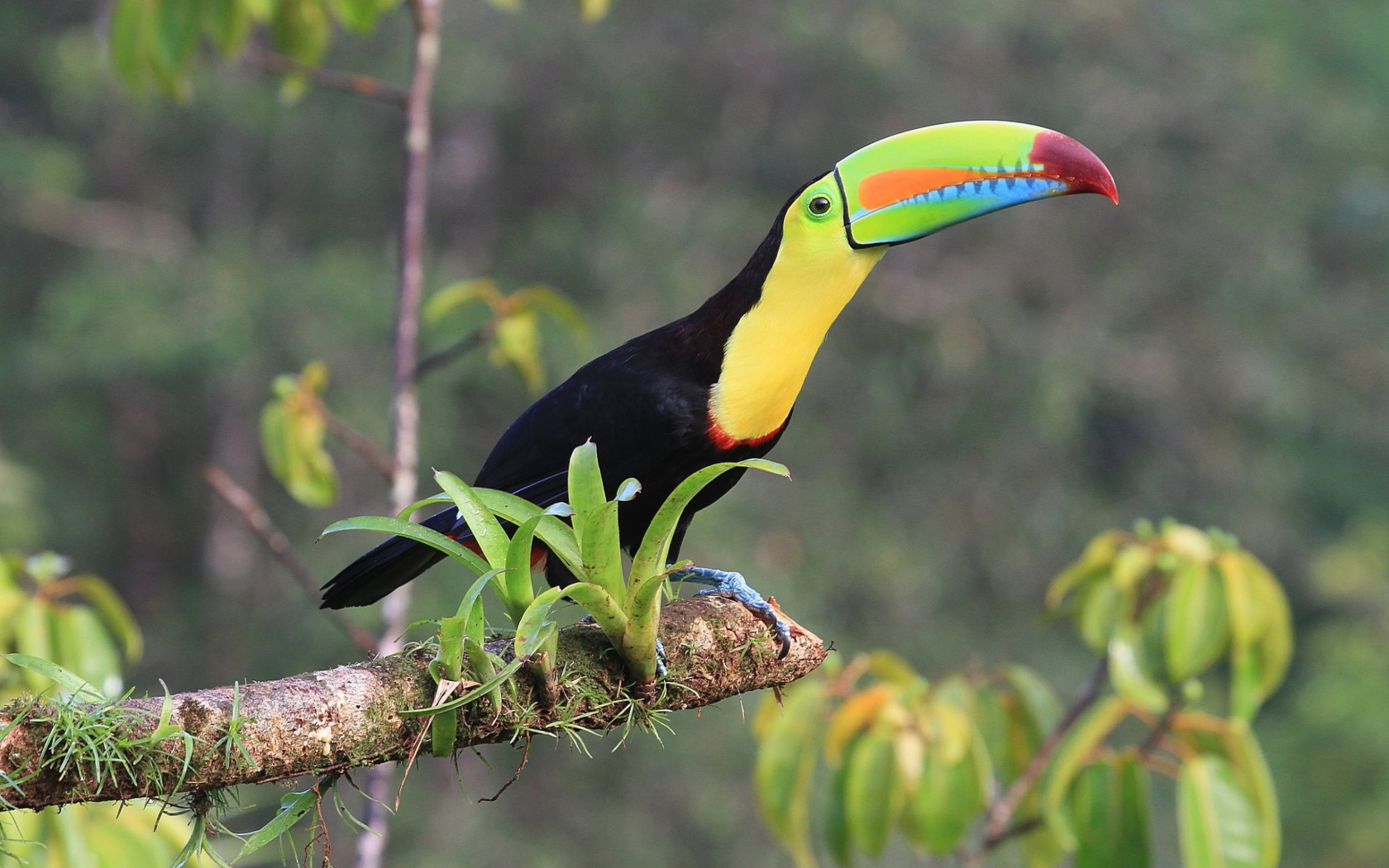 Тукан с длинным клювом сидит на ветке