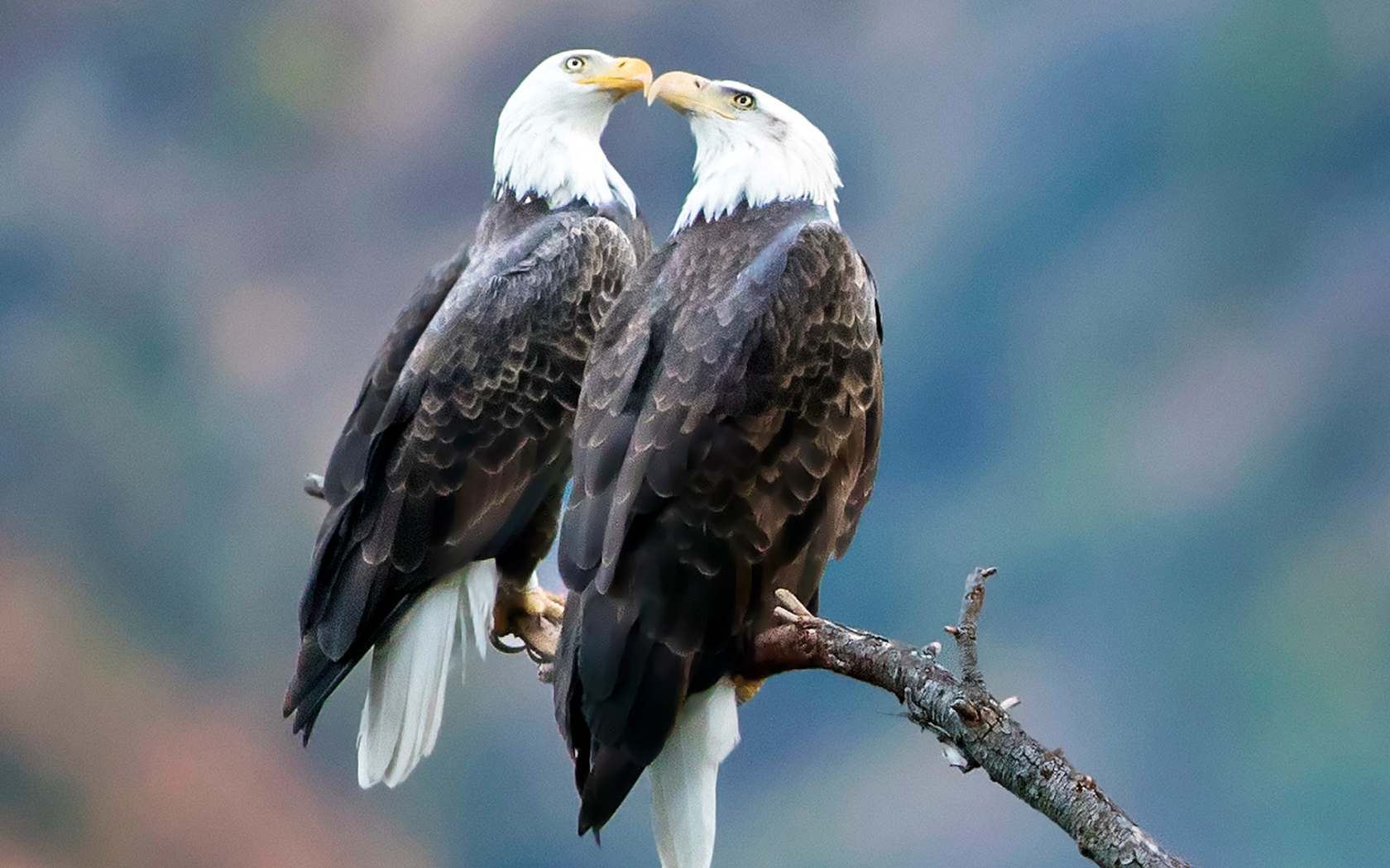 Два белоголовых орлана сидят на ветке