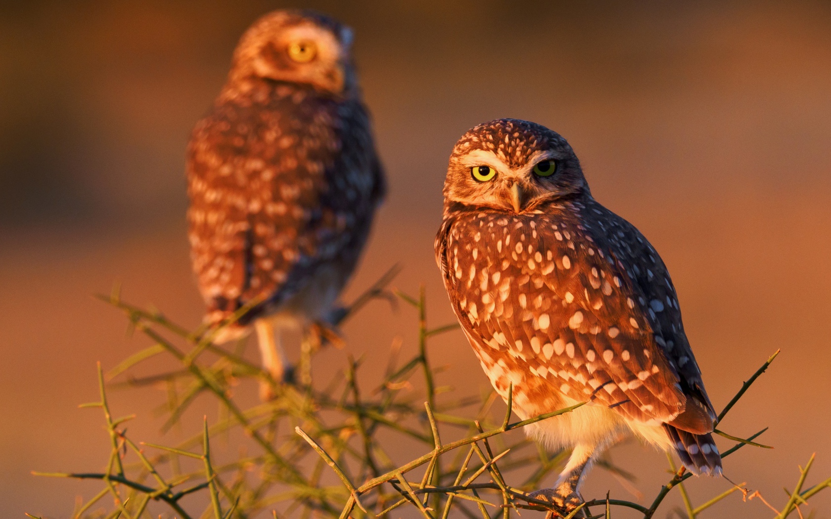 Две большие коричневые совы сидят на ветке 
