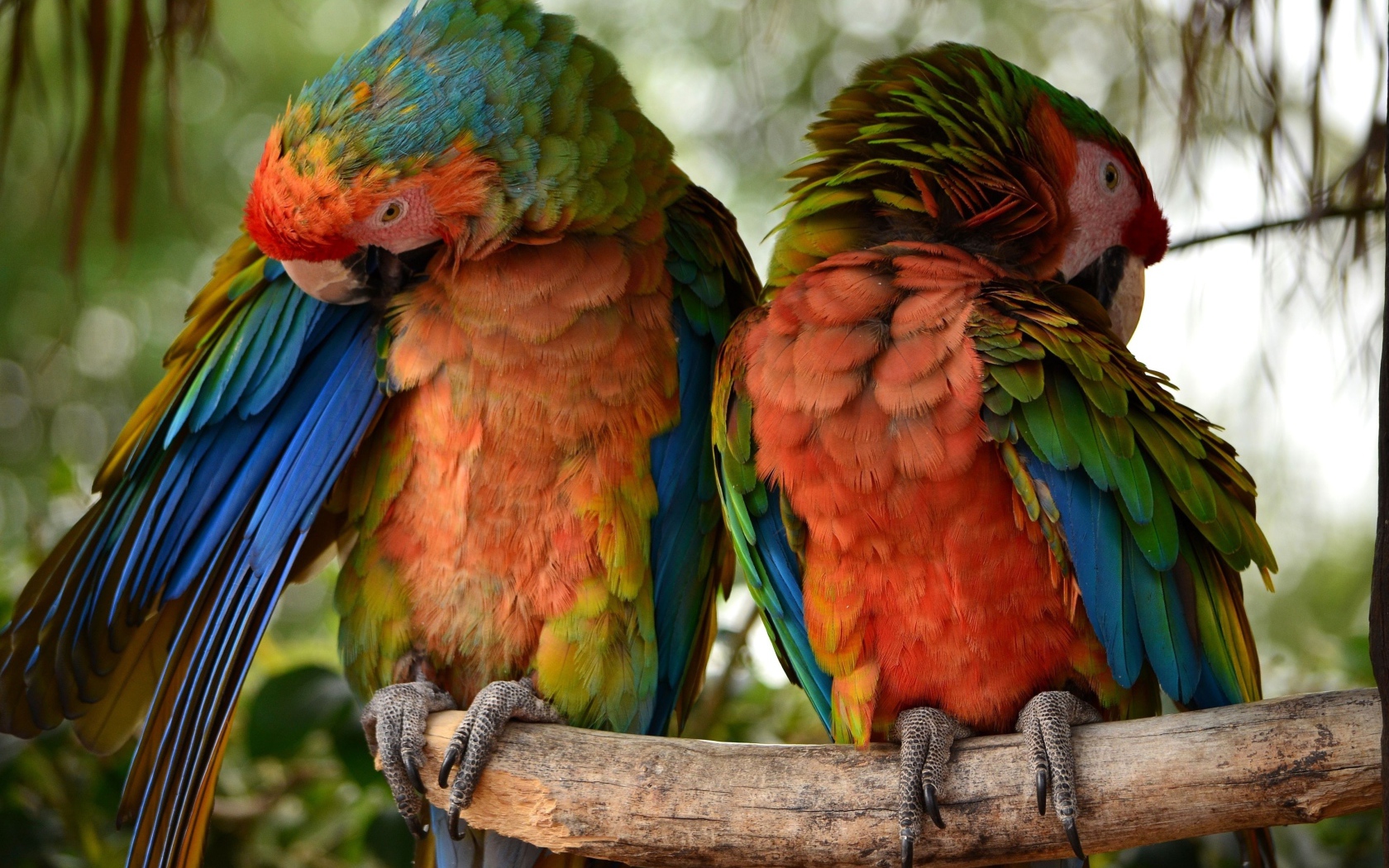 Два больших попугая сидят на ветке 