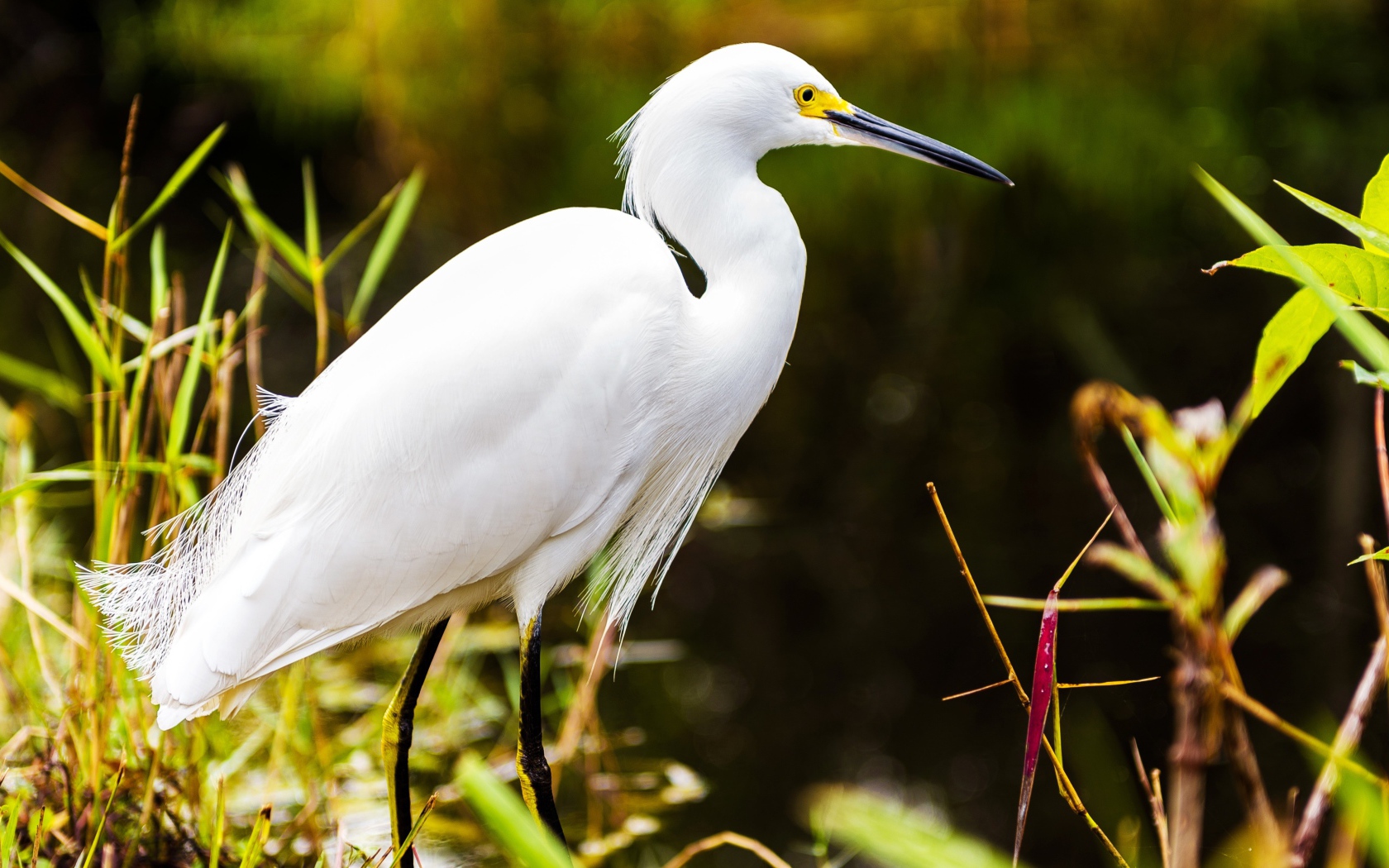 Белый херон в джунглях