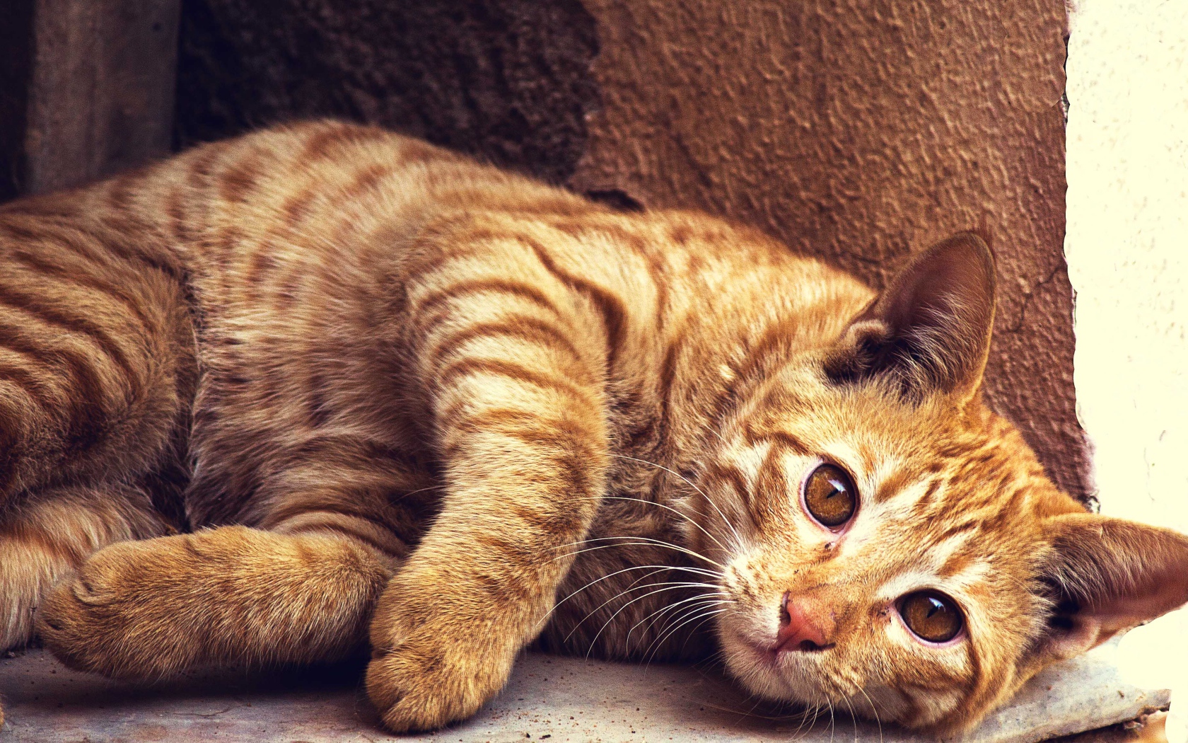 Красивый рыжий кот лежит у стены 