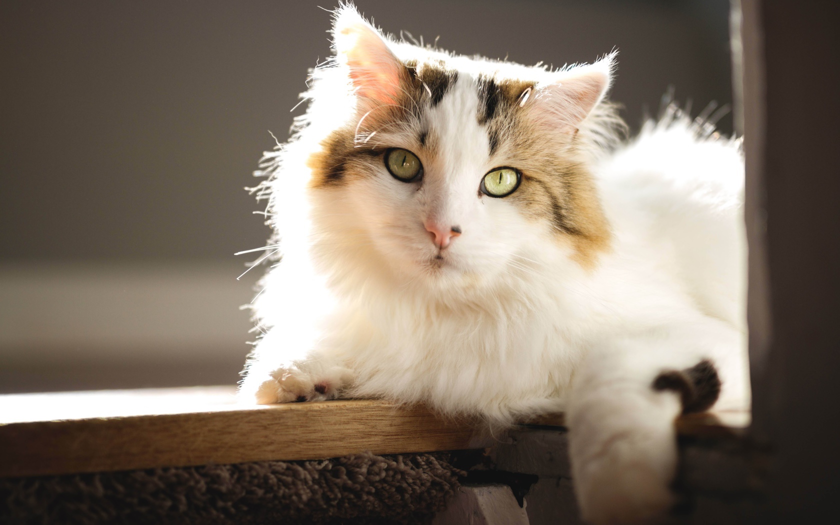 Большой красивый кот лежит на подоконнике в лучах солнца