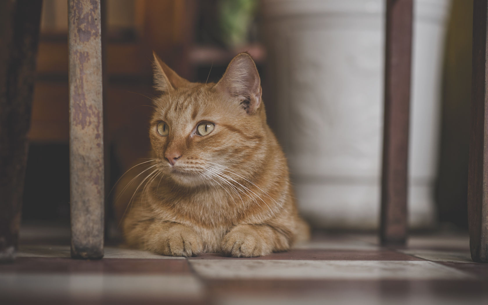 Большой рыжий кот лежит под стулом