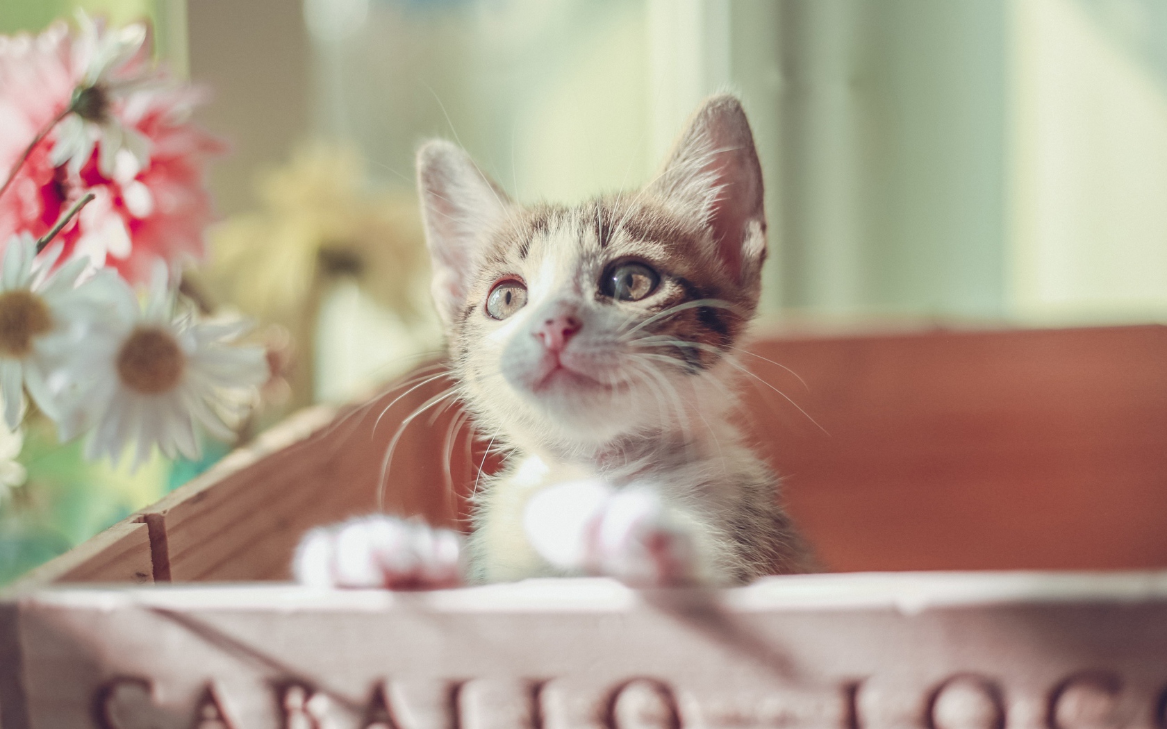 Маленький милый котенок в ящике 