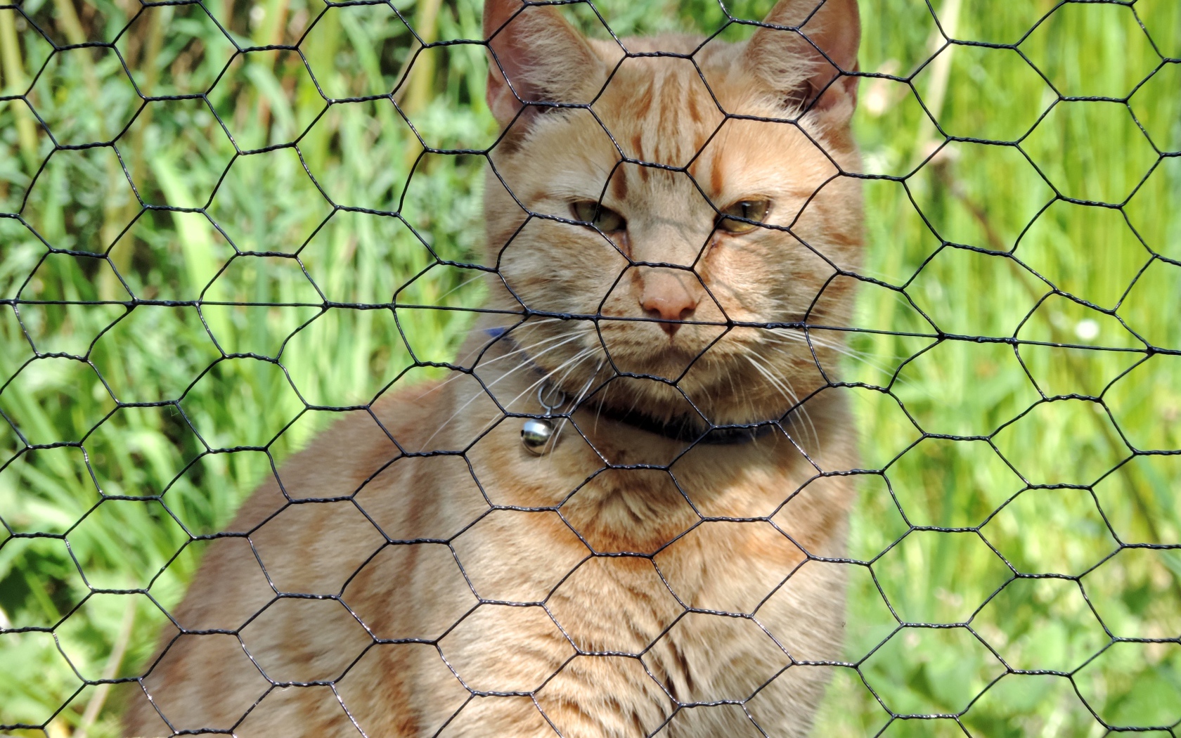 Рыжий кот сидит за железной сеткой