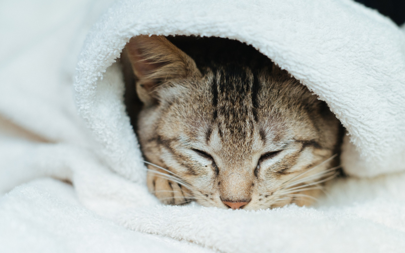 Спящий серый кот в белом покрывале 