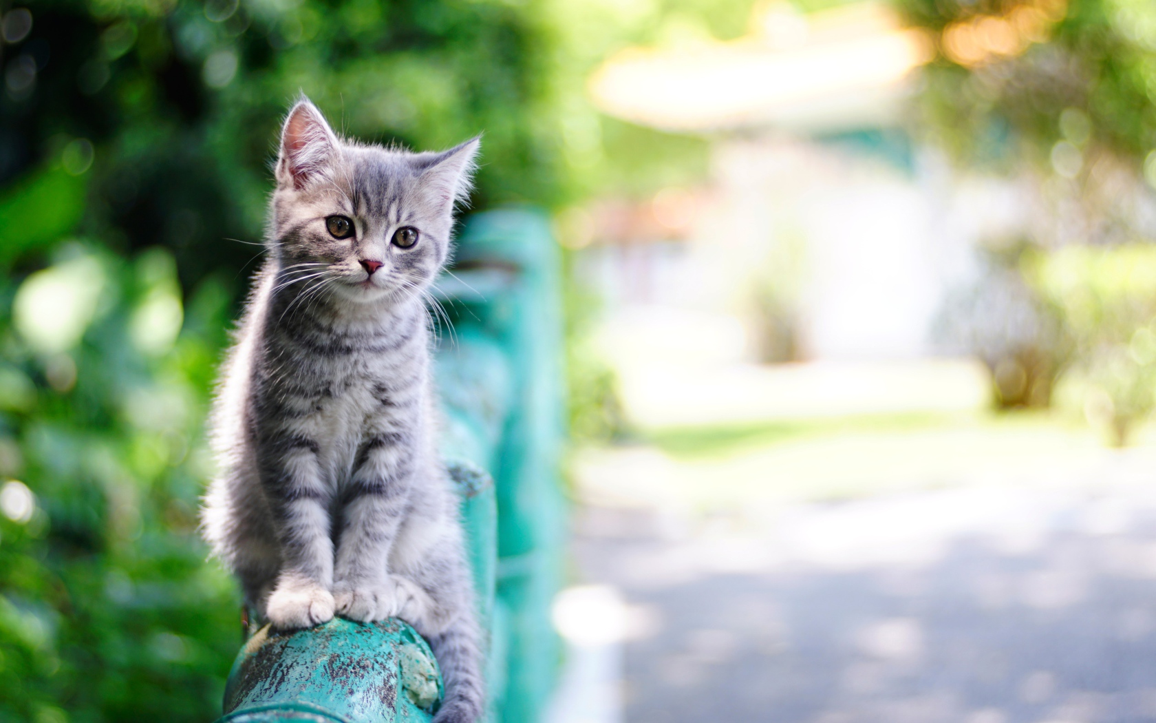 Маленький серый котенок сидит на перилах