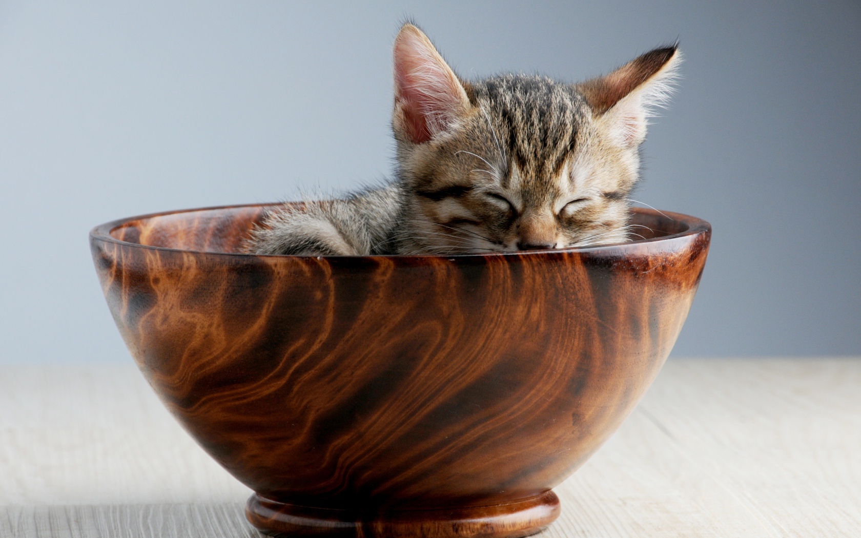 A small gray kitten sleeps in a brown plate