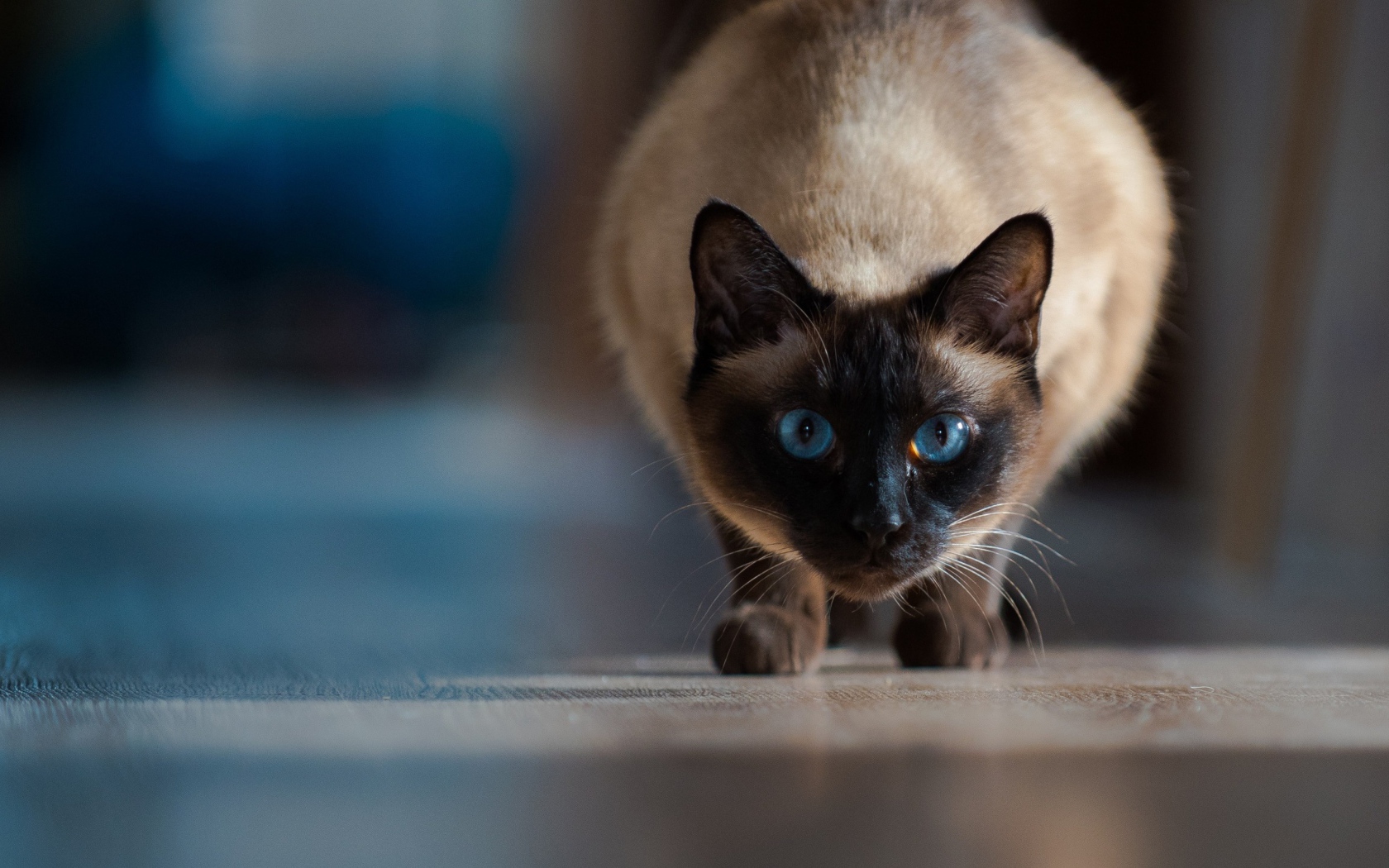 Красивый голубоглазый сиамский кот охотится 