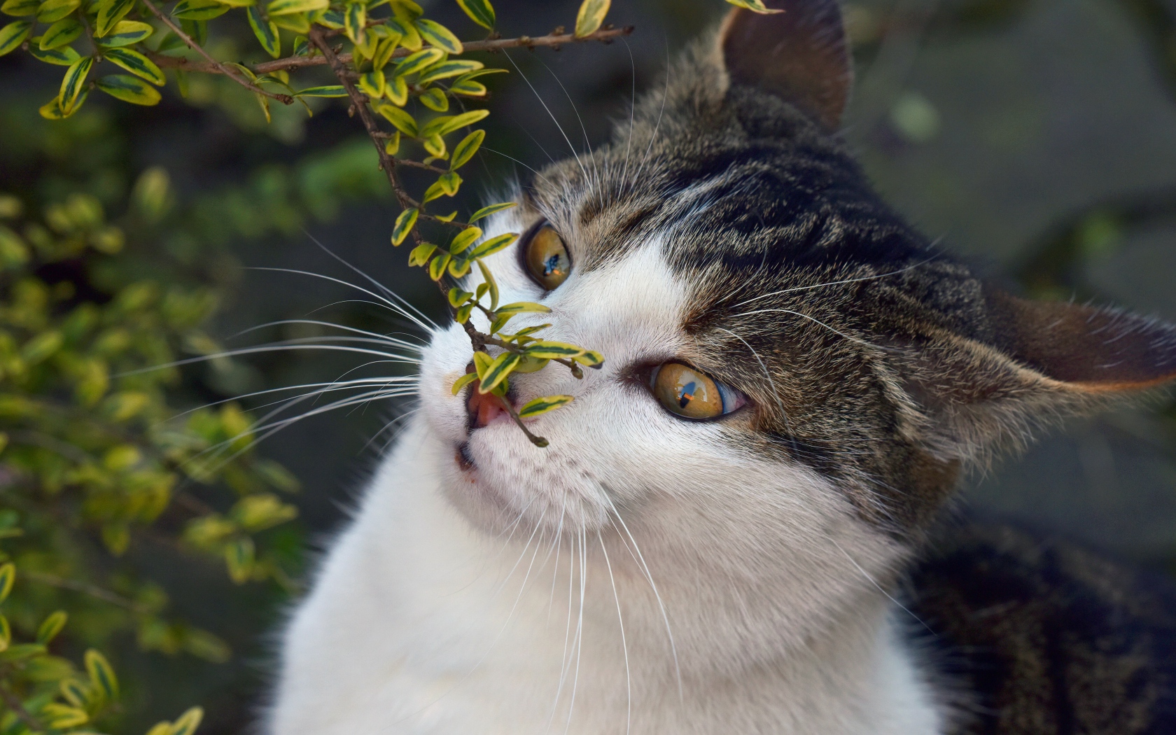 Кот с веткой з мелкими зелеными листьями