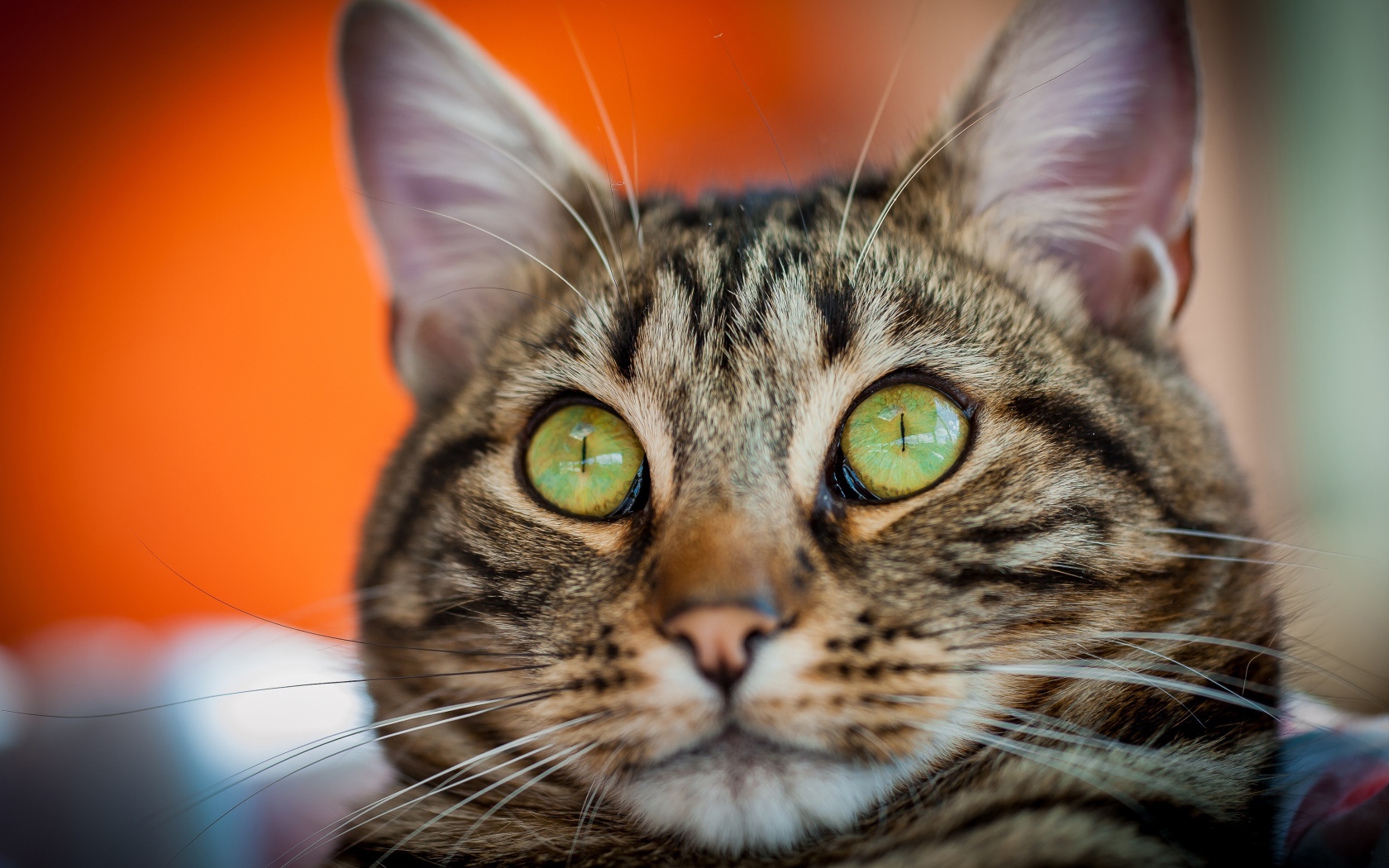 Забавная морда серого зеленоглазого кота