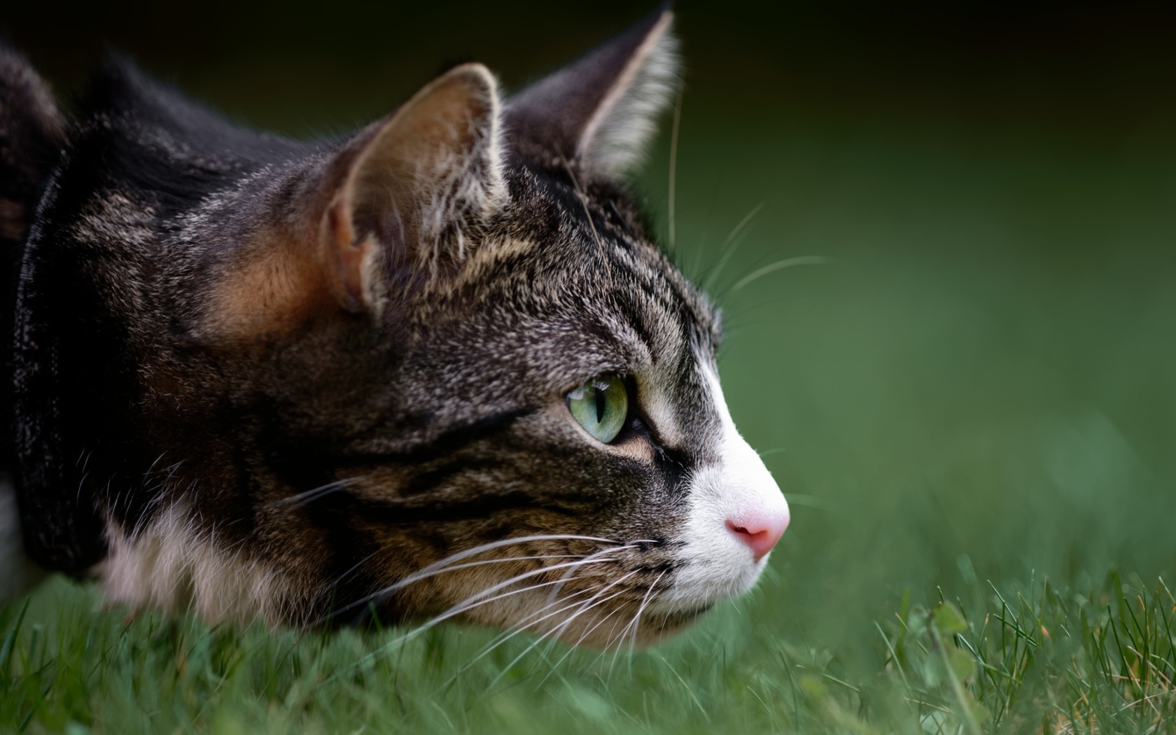 Серый кот охотится в зеленой траве 