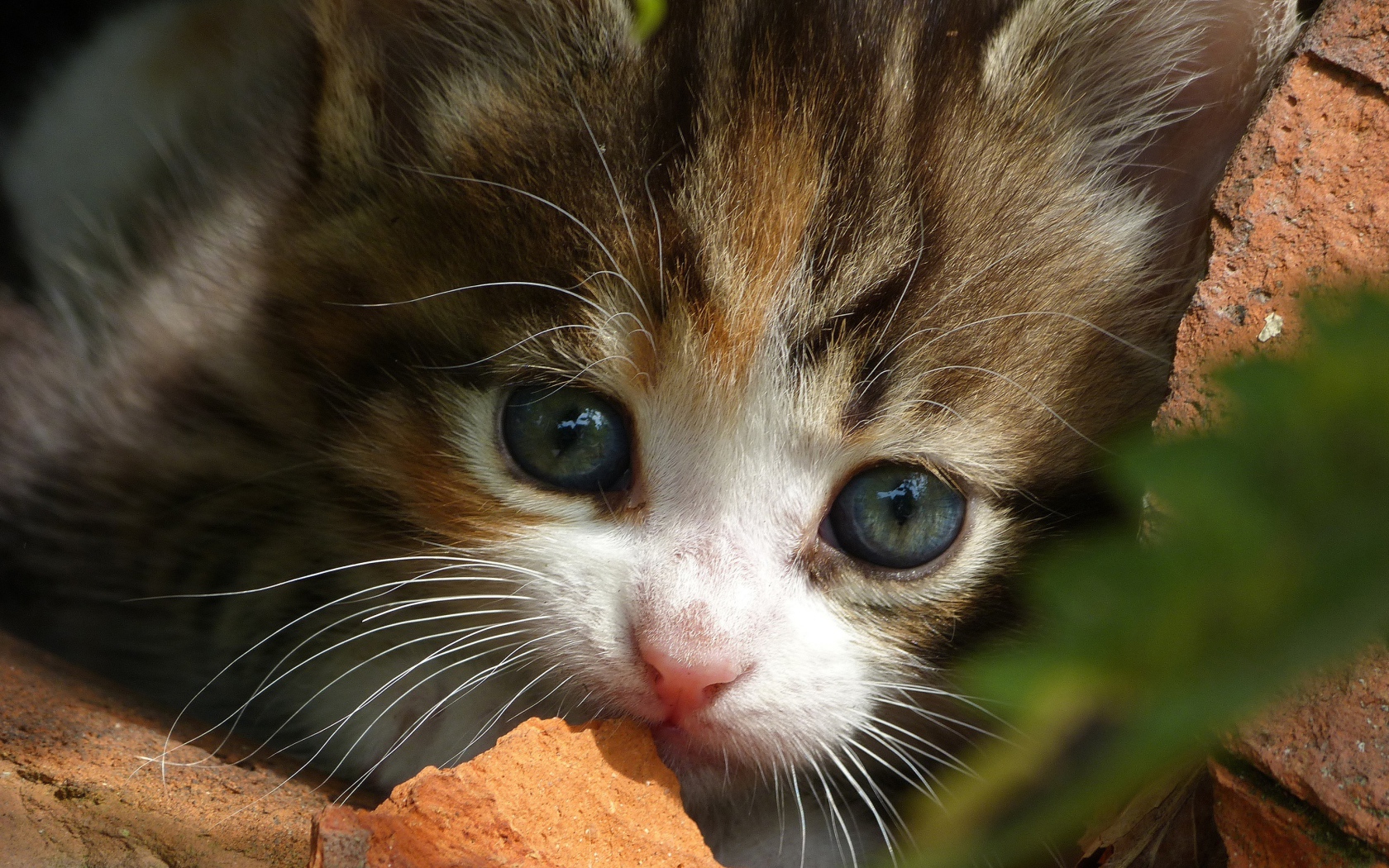 Маленький забавный котенок