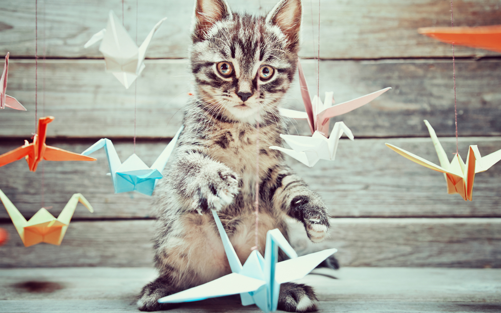 Маленький серый котенок с бумажными игрушками