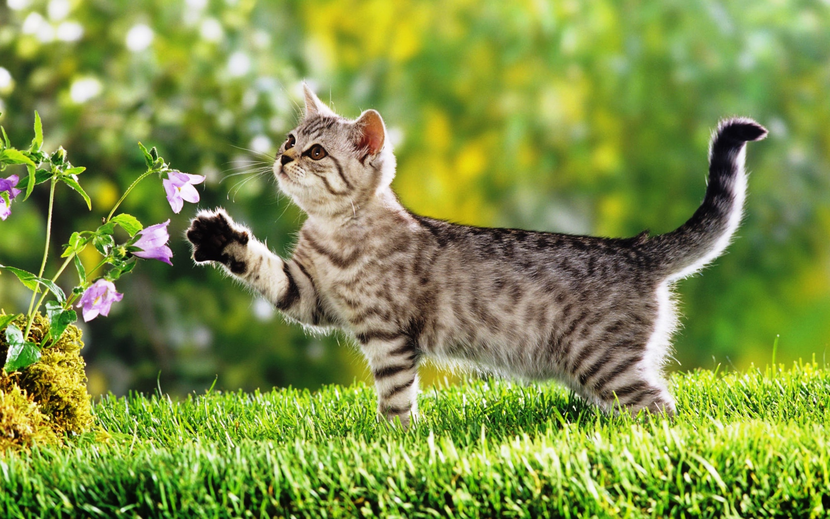 Маленький  котенок гуляет по зеленой траве