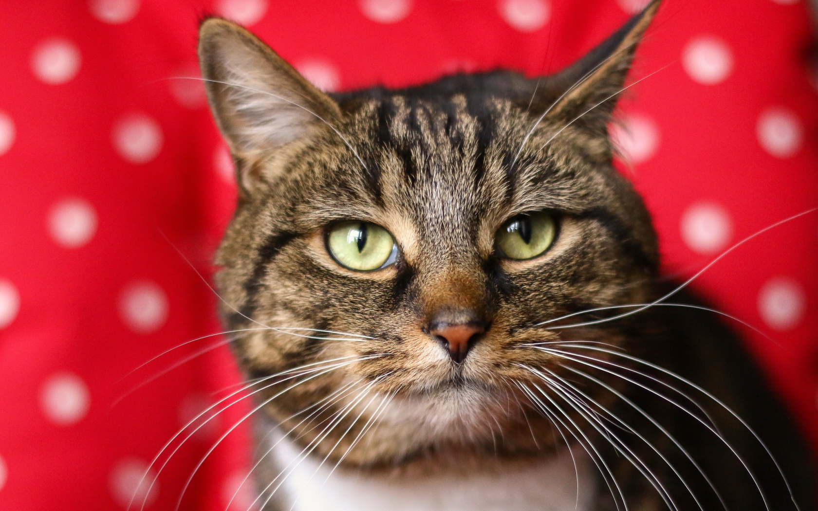 Морда серого кота на красном фоне 