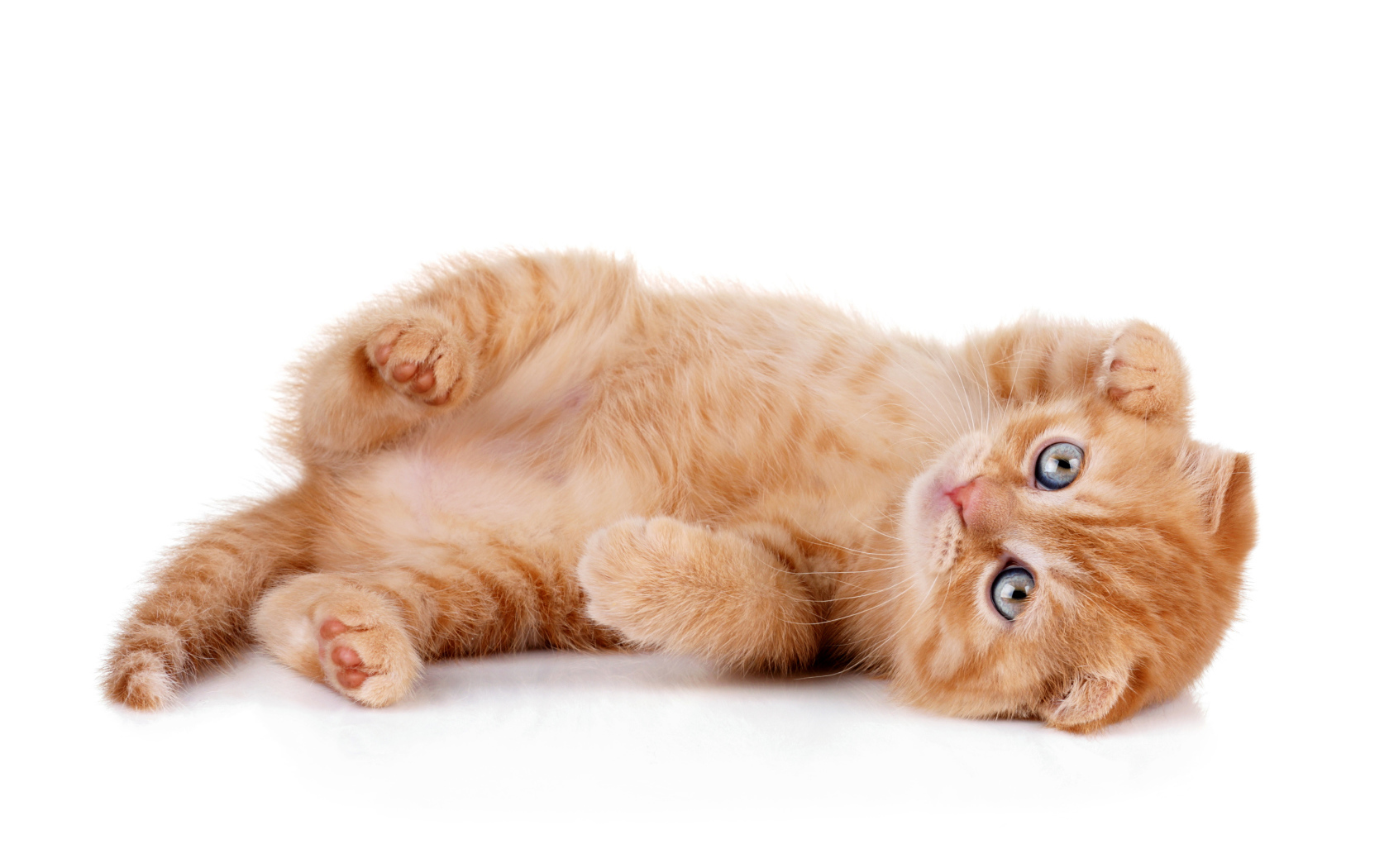 Породистый рыжий котенок на белом фоне