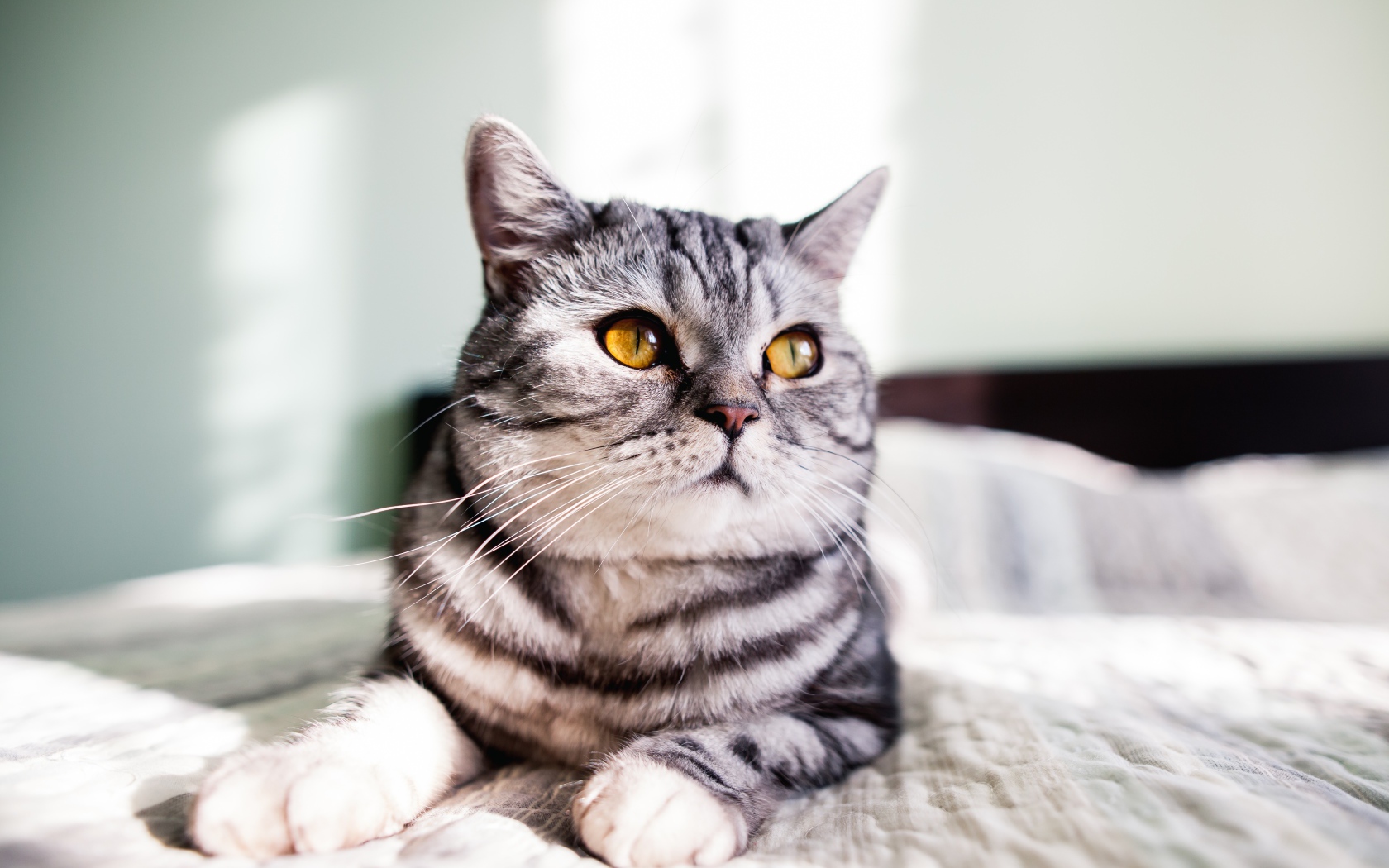 Шотландский кот лежит на кровати