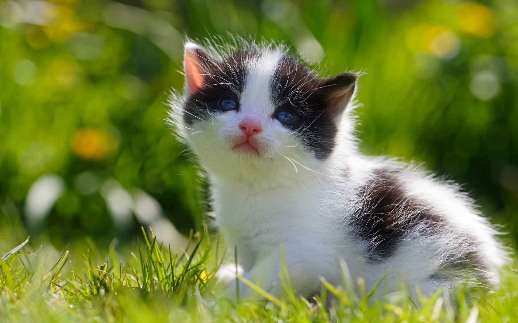 Маленький черно - белый котенок сидит в зеленой траве