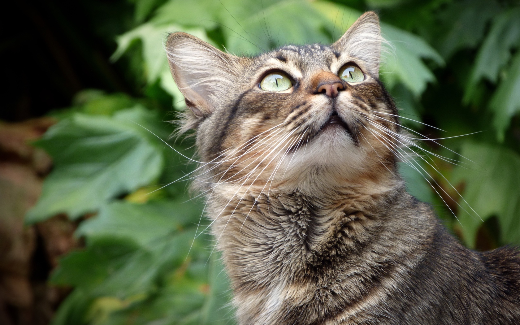 Взгляд серого зеленоглазого кота на фоне зеленых листьев