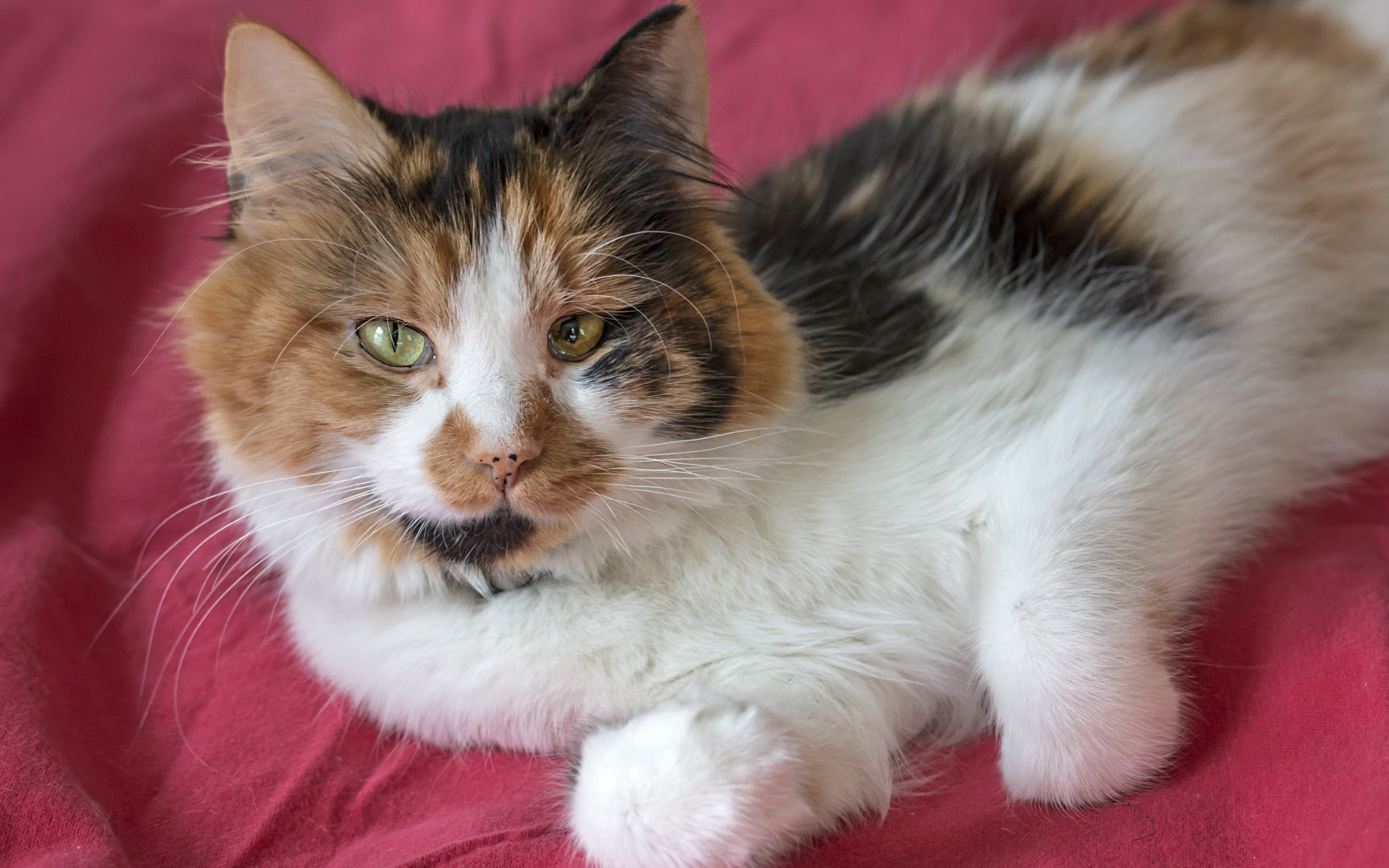 Трехцветная кошка лежит на розовом покрывале 