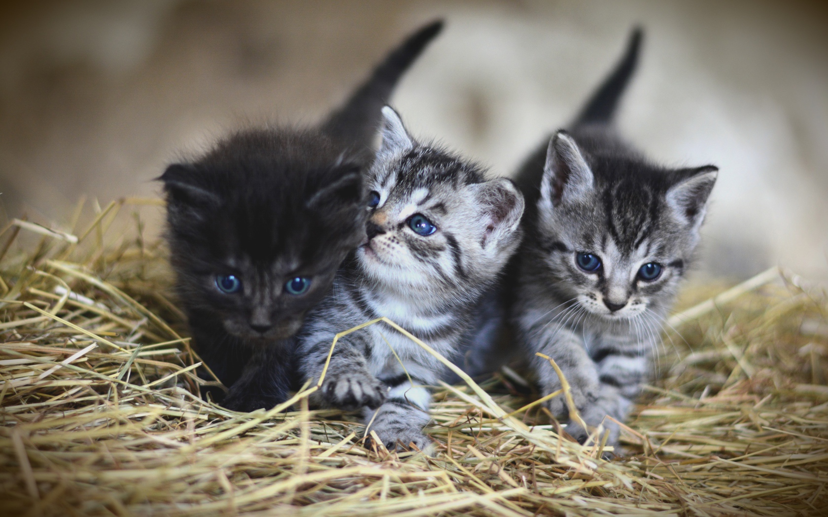 Три маленьких серых котенка на сене 