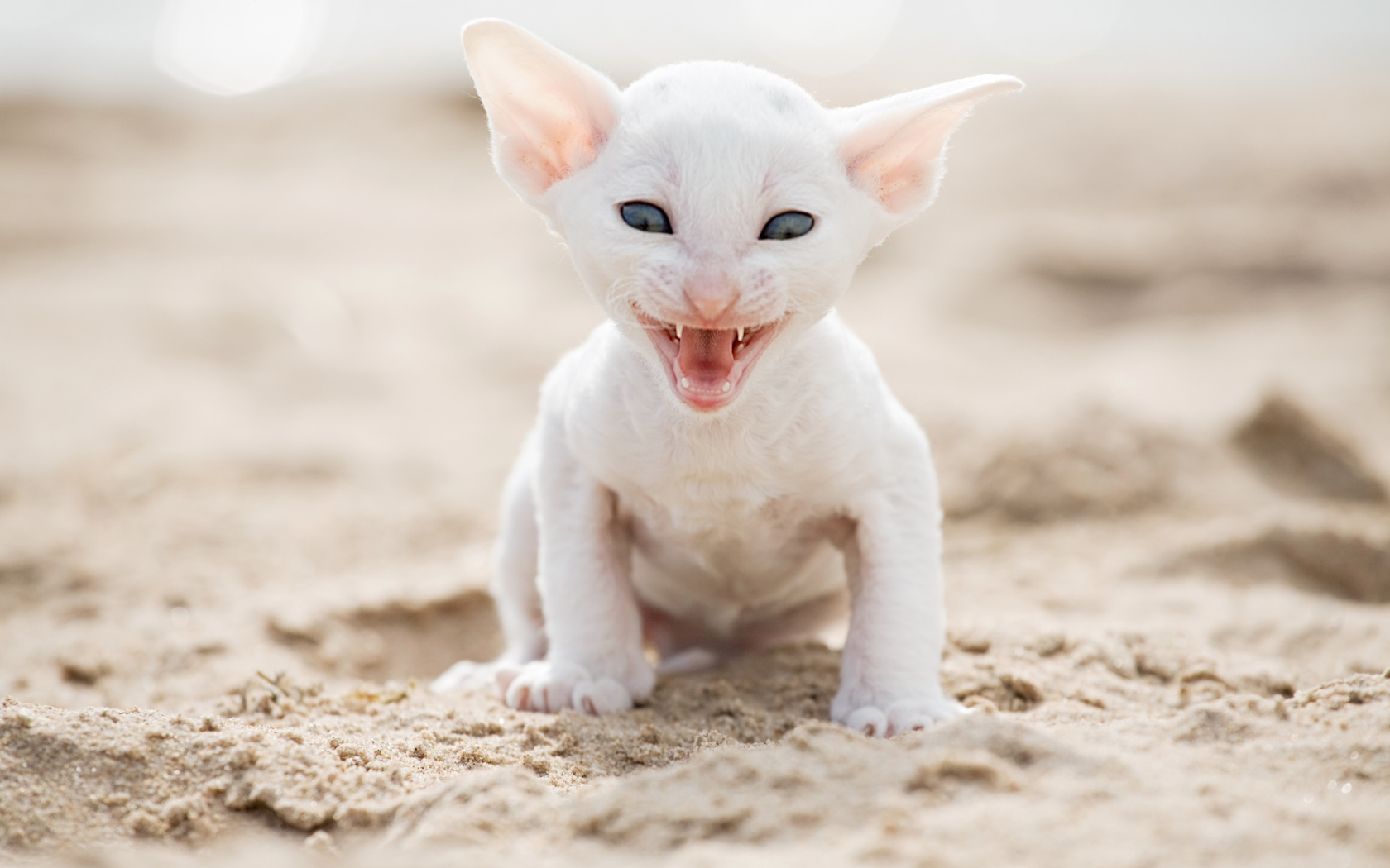 Белый маленький котенок породы Корниш-рекс