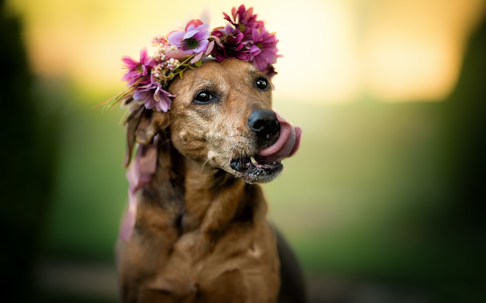 Собака с высунутым языком с венком на голове 