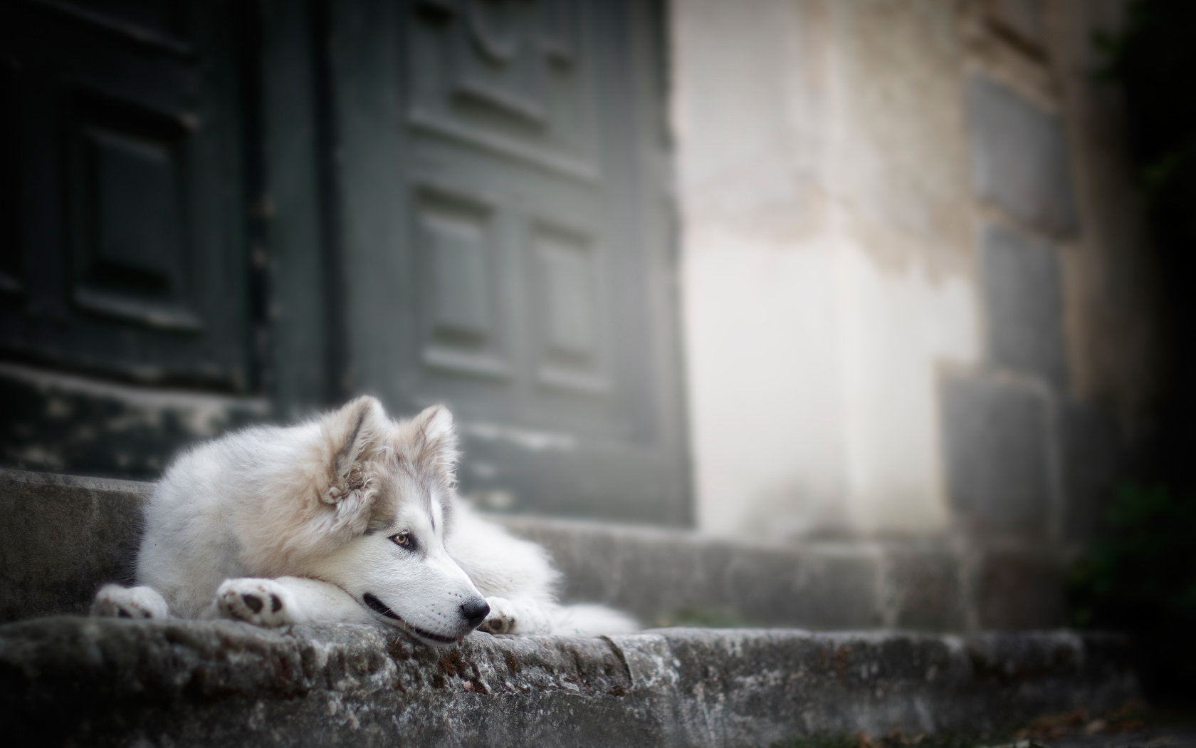 Верный породистый пес на ступенях у дома