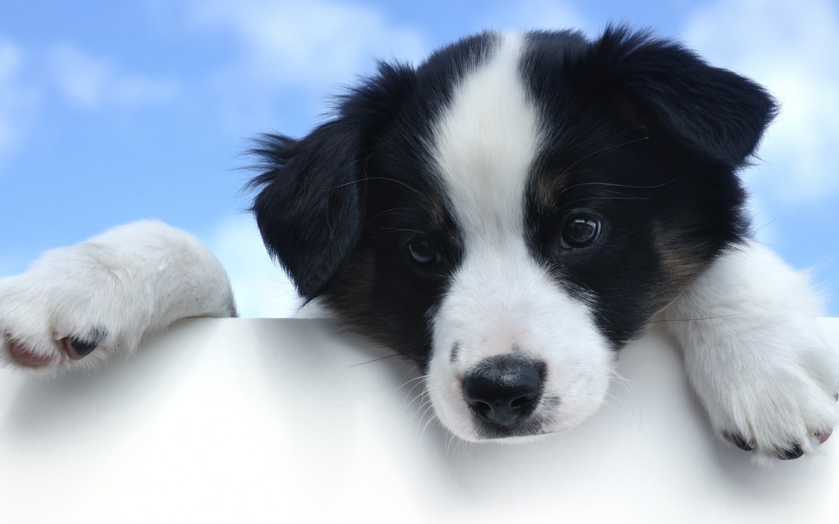 Маленький грустный щенок породы бордер колли