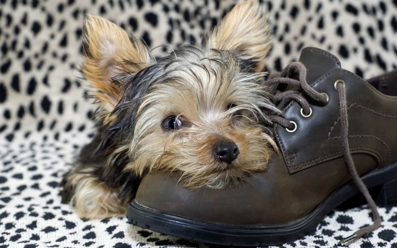 Щенок йоркширского терьера спит на кожаном ботинке
