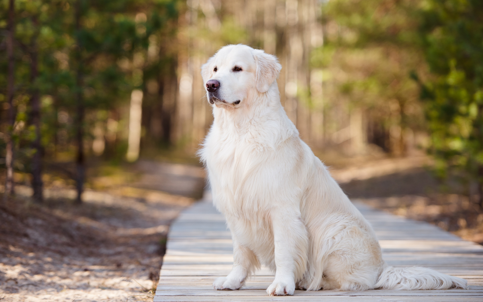 Серьезный золотистый ретривер сидит на деревянном мосту
