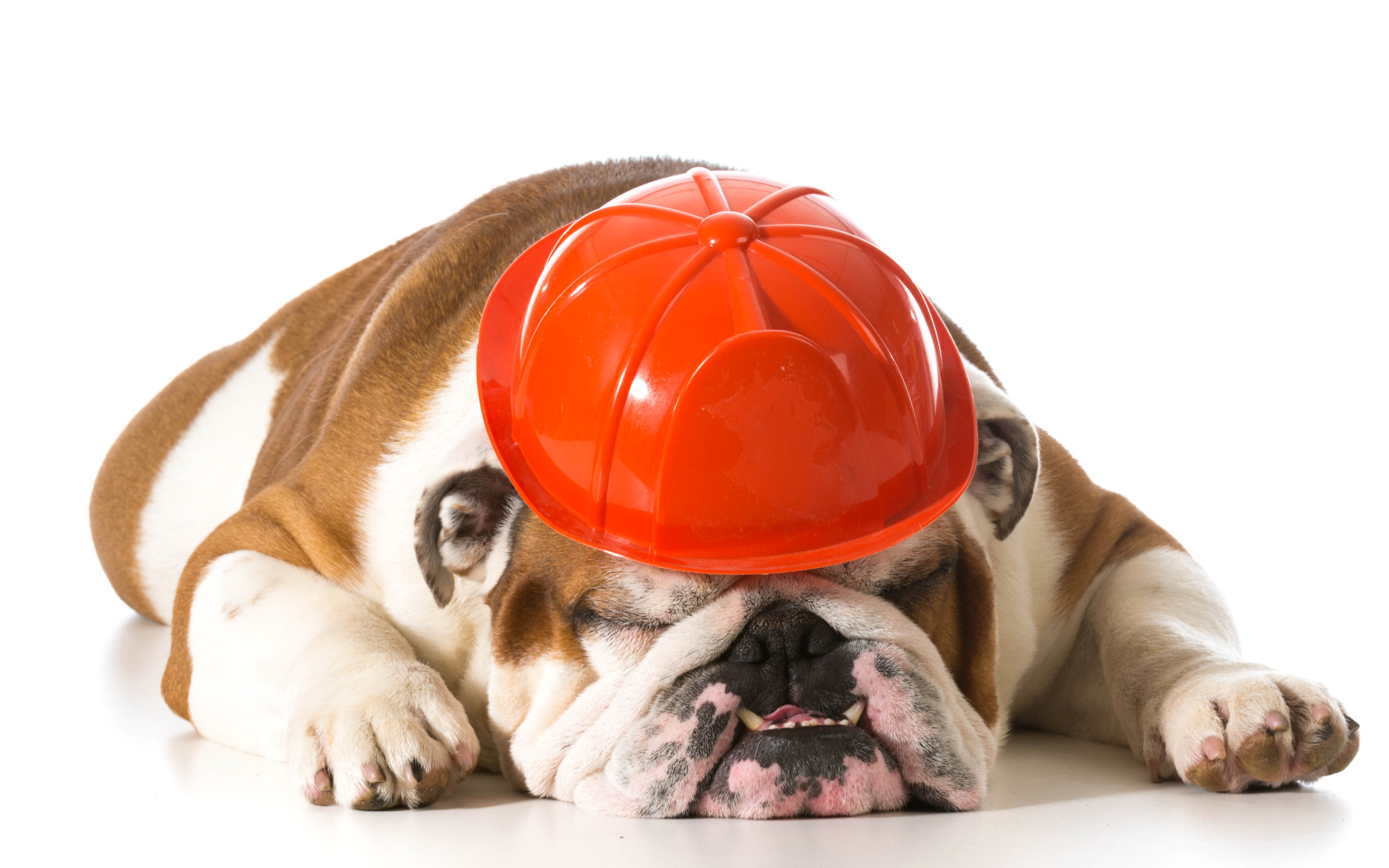 Спящий бульдог в каске на белом фоне