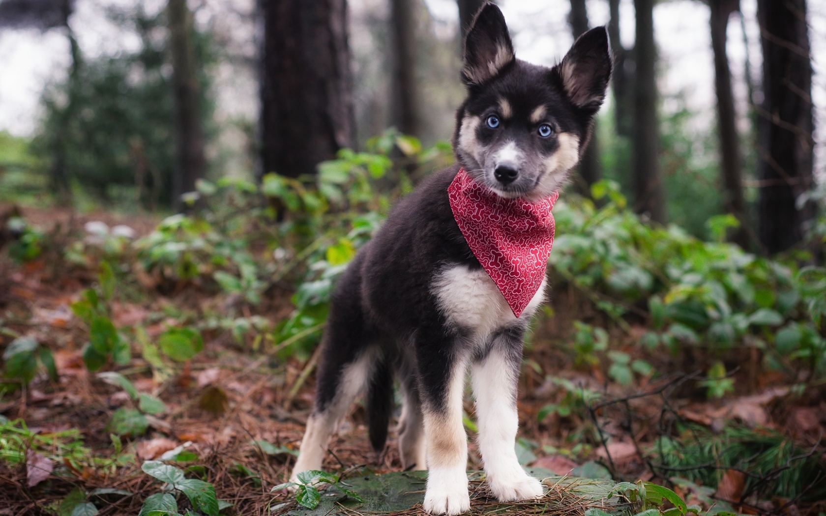 Маленький голубоглазый щенок с платком на шее в лесу 