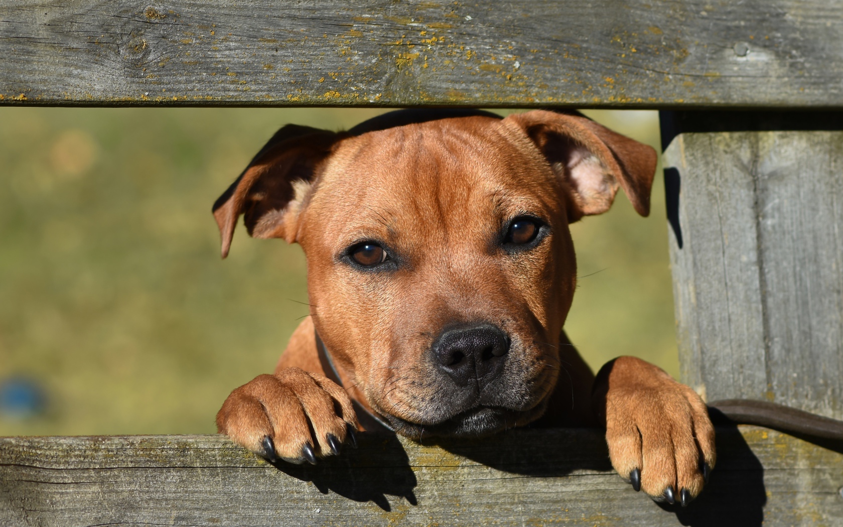 Маленький щенок породы стаффордширский бультерьер у забора