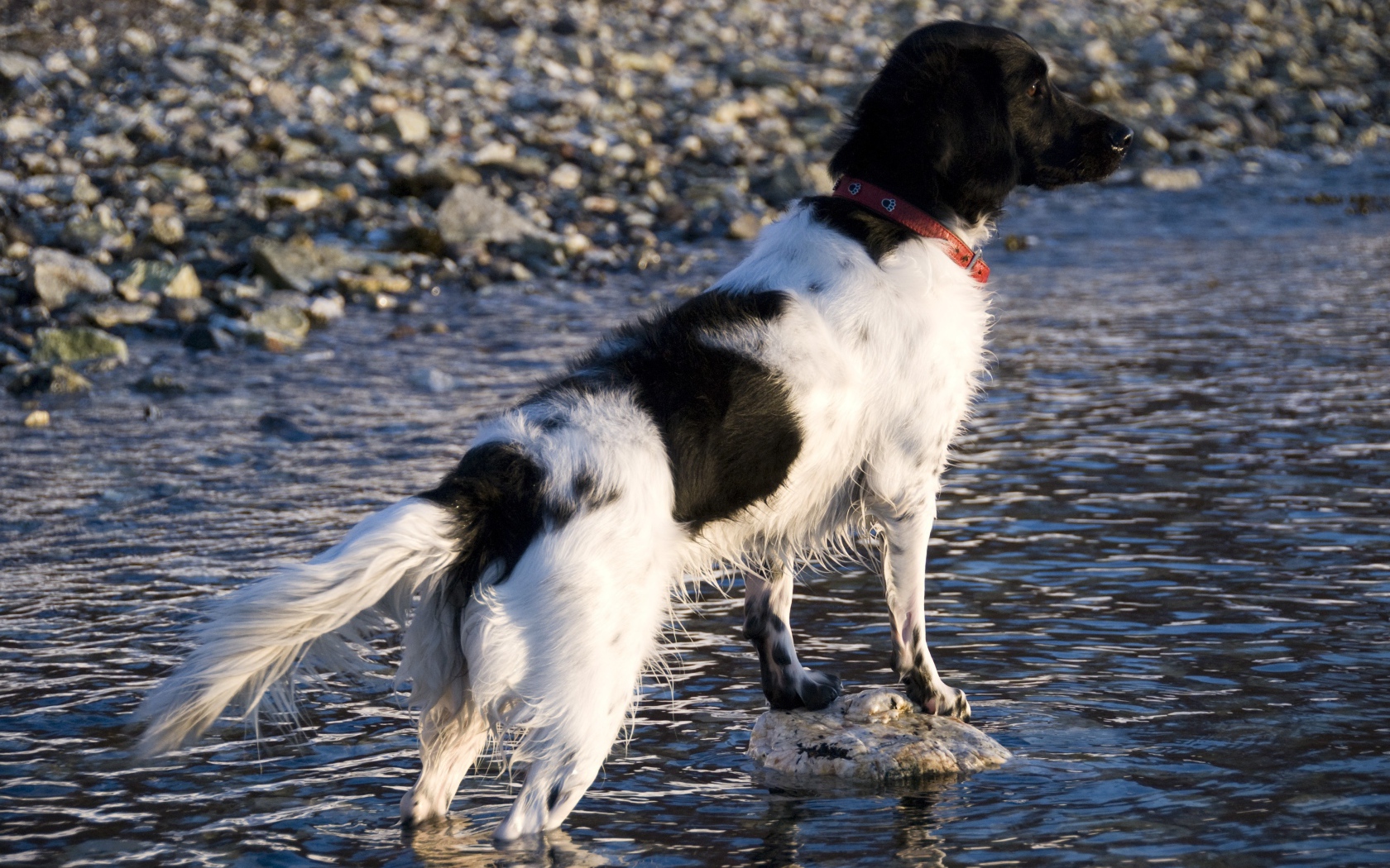 Охотничья собака породы стабихун стоит в воде