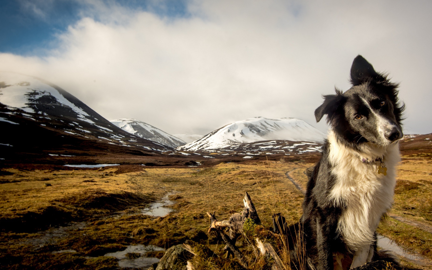 Австралийская овчарка на фоне заснеженных гор